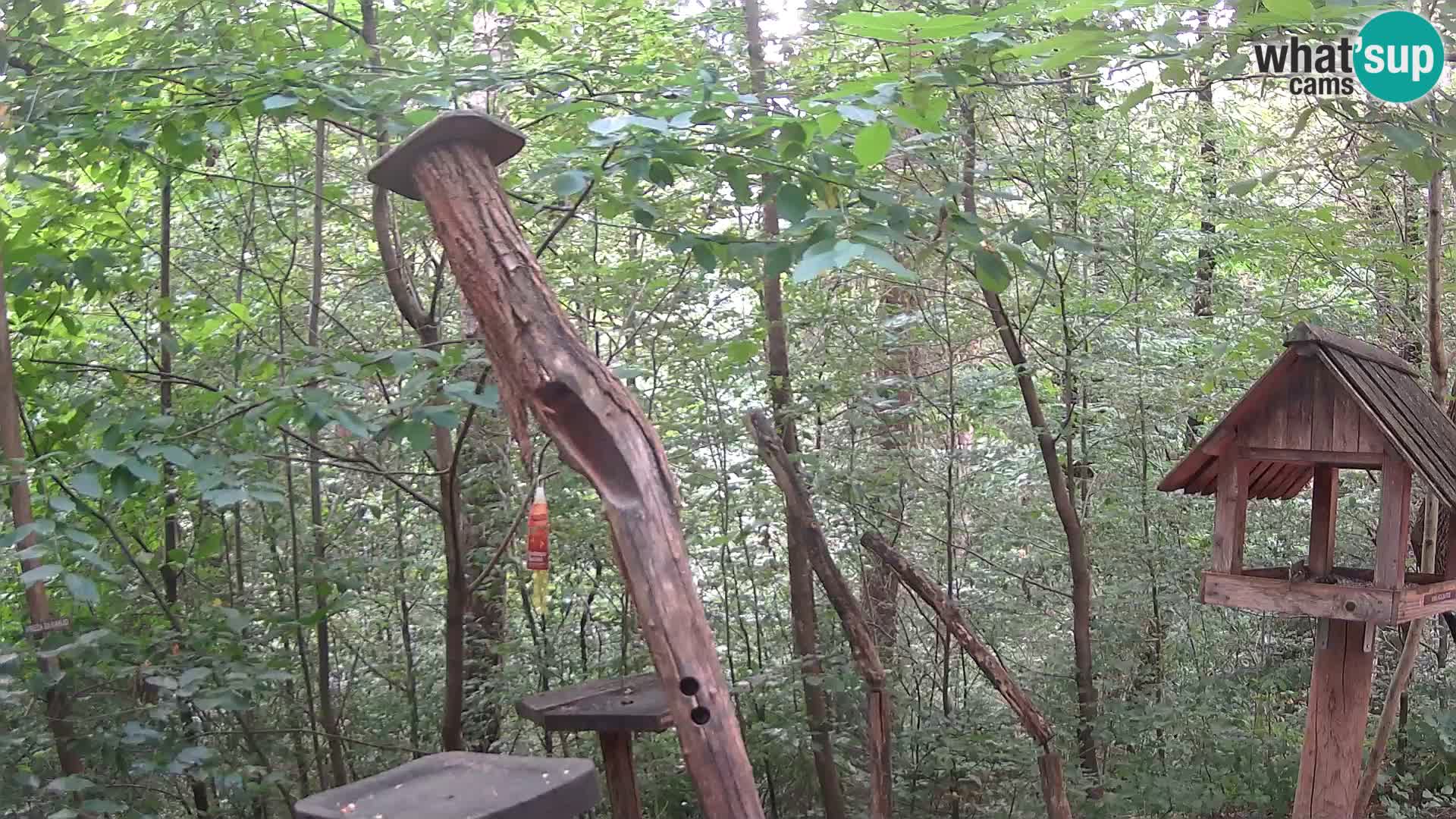 Hranilice za ptice u ZOO web kamera Ljubljana