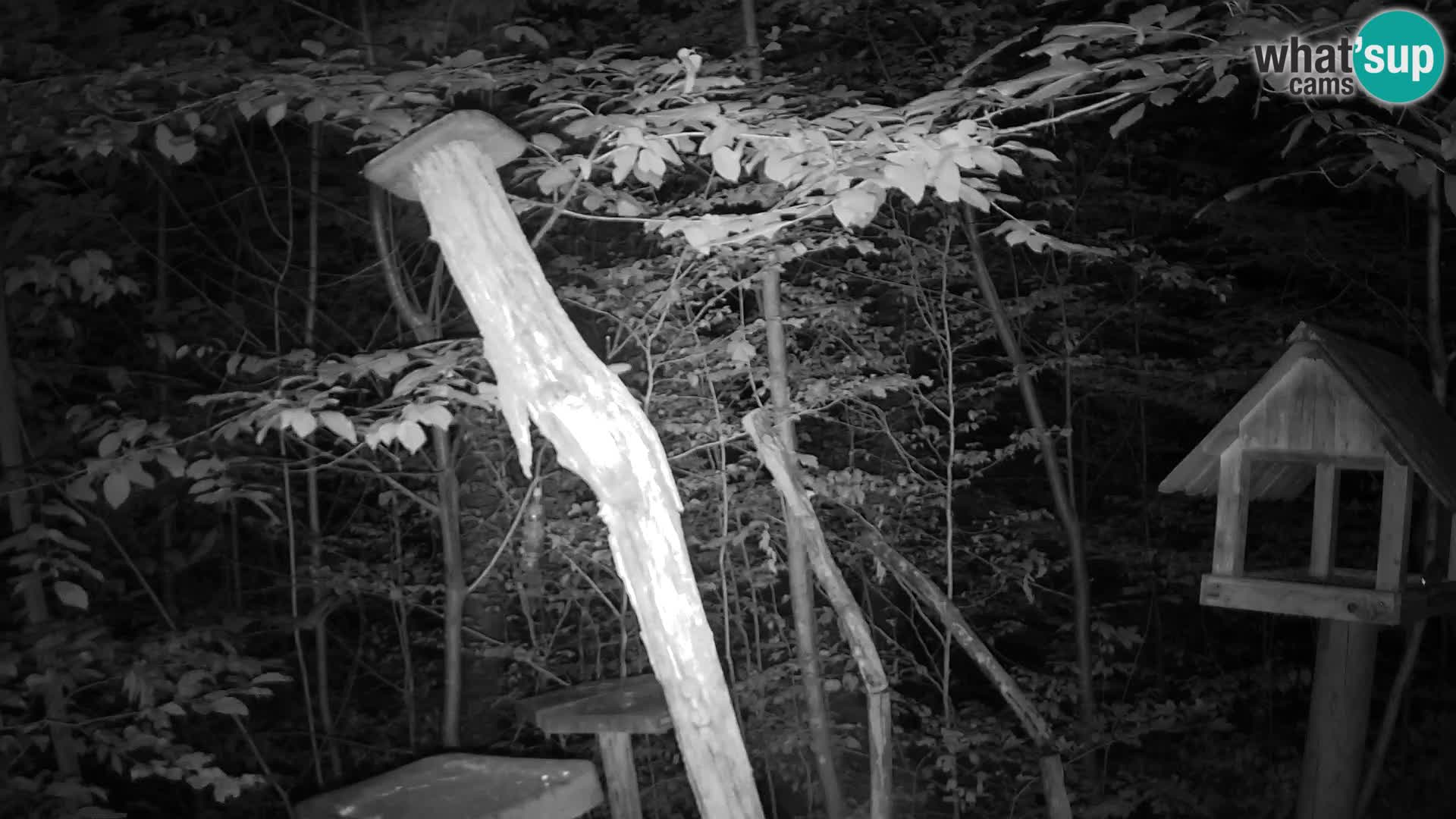 Vogelfutterhäuschen im ZOO webcam Ljubljana