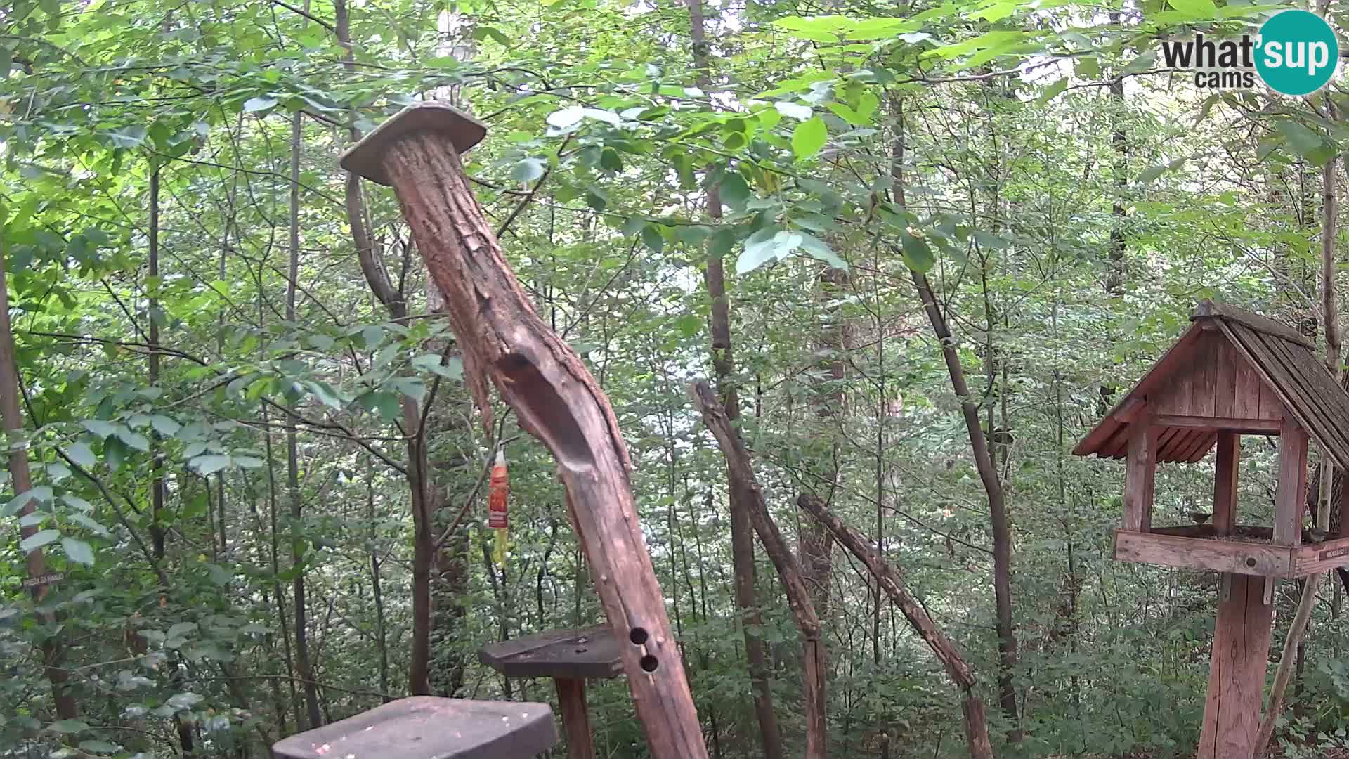 Comederos para pájaros en ZOO Ljubljana camera en vivo