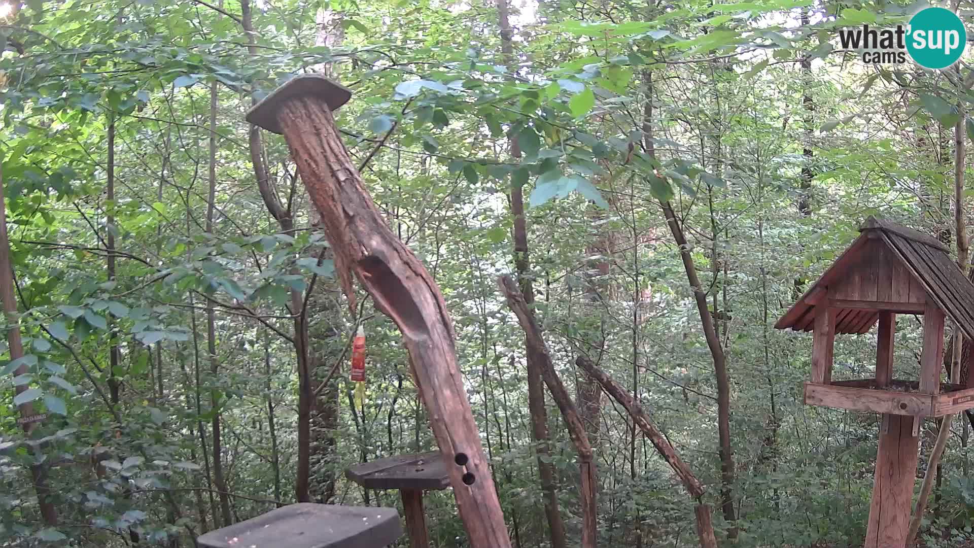 Mangeoires pour oiseaux au ZOO live webcam Ljubljana