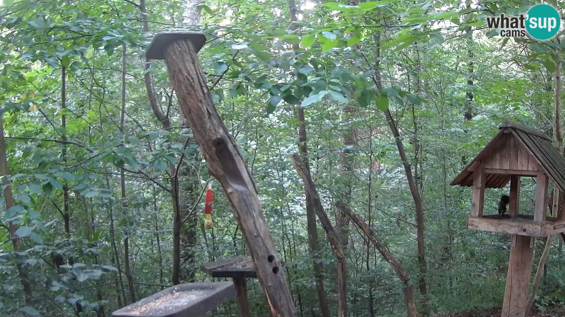 Comederos para pájaros en ZOO Ljubljana camera en vivo