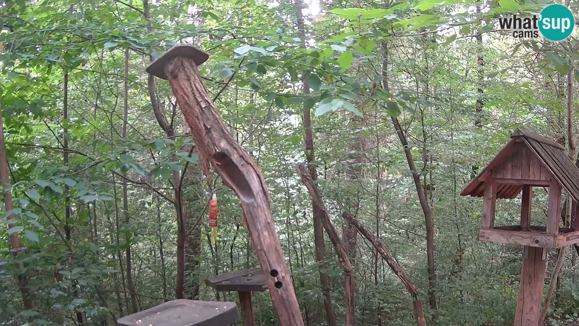 Vogelfutterhäuschen im ZOO webcam Ljubljana