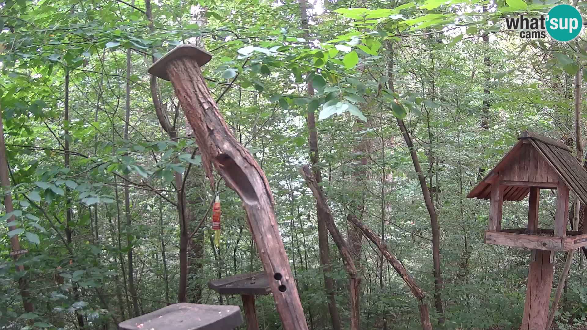 Vogelfutterhäuschen im ZOO webcam Ljubljana