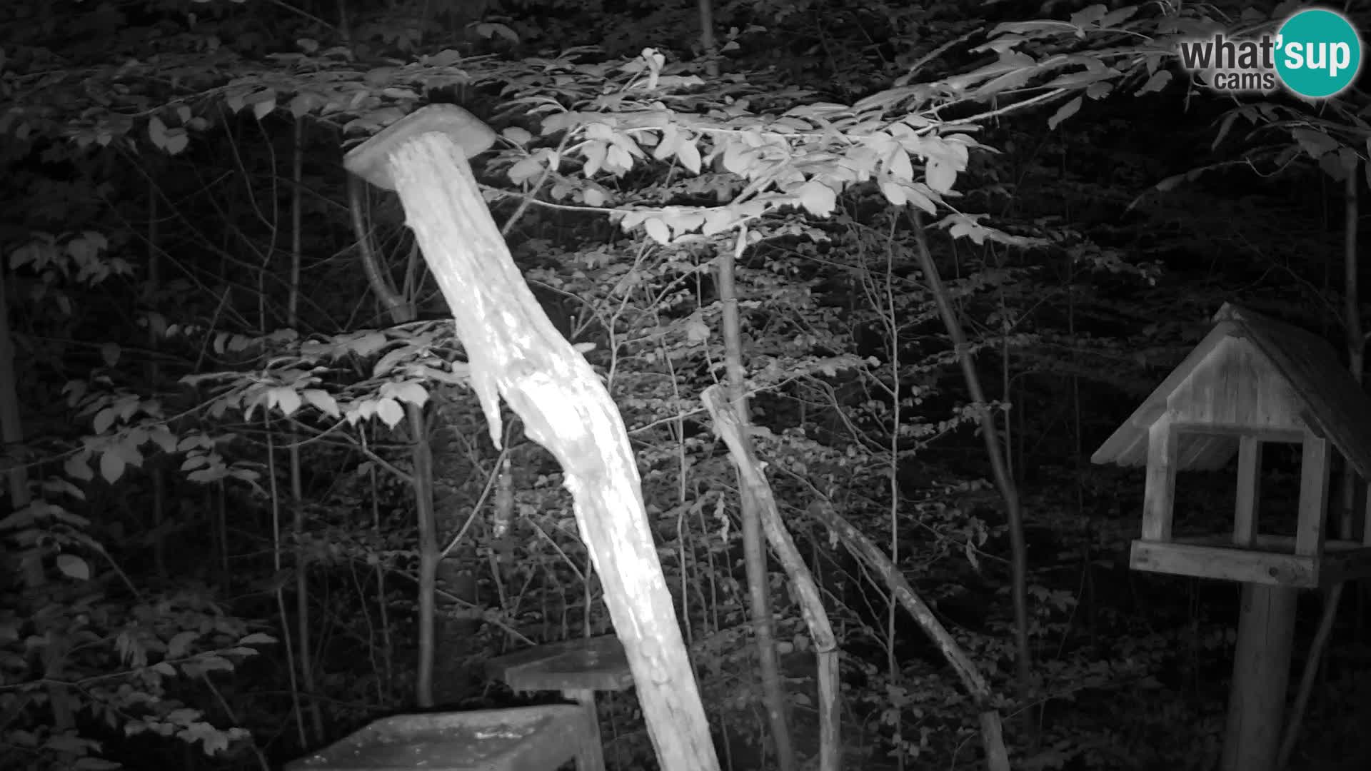Mangiatoie per uccelli allo ZOO di Lubiana livecam