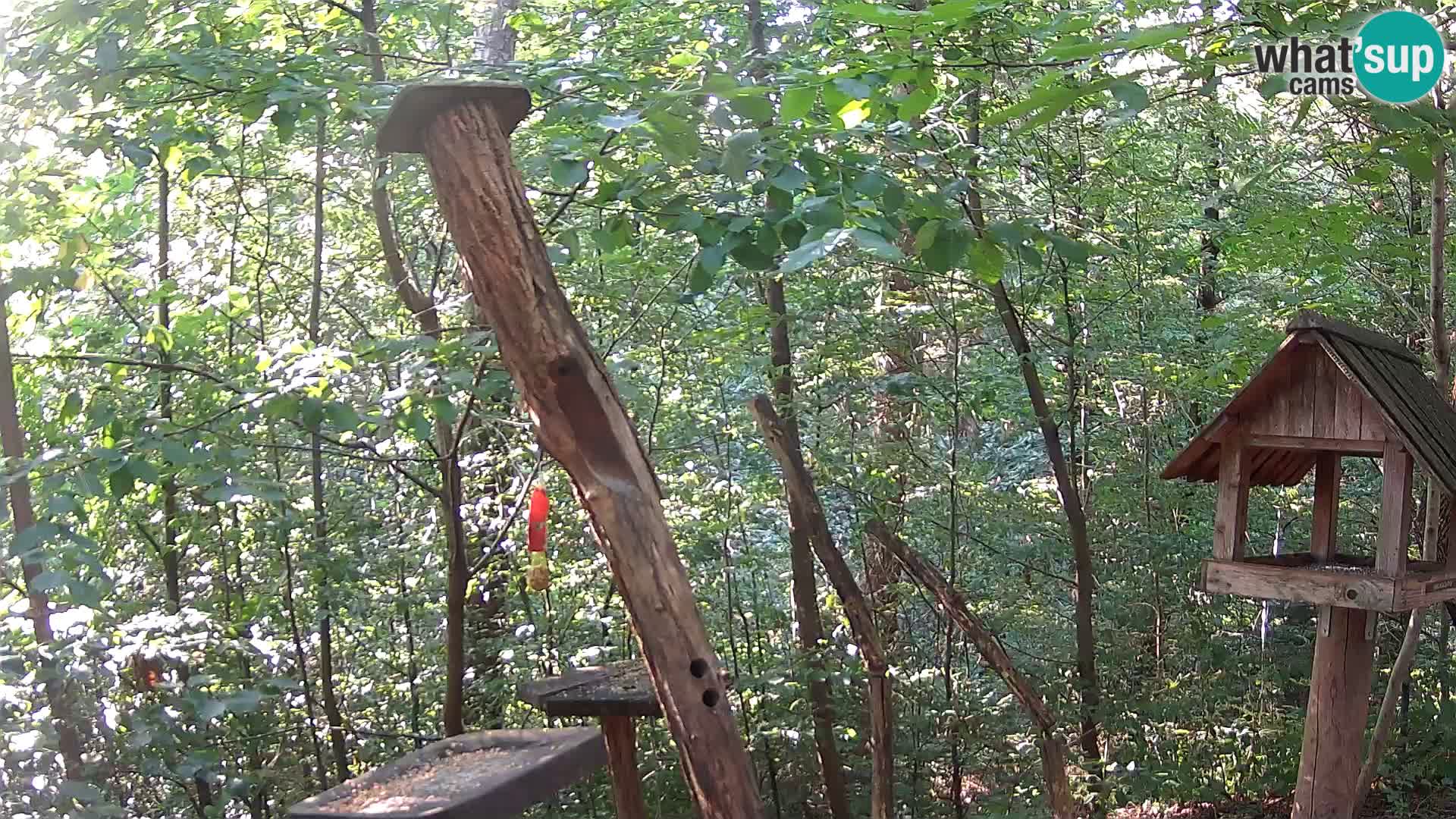 Mangiatoie per uccelli allo ZOO di Lubiana livecam