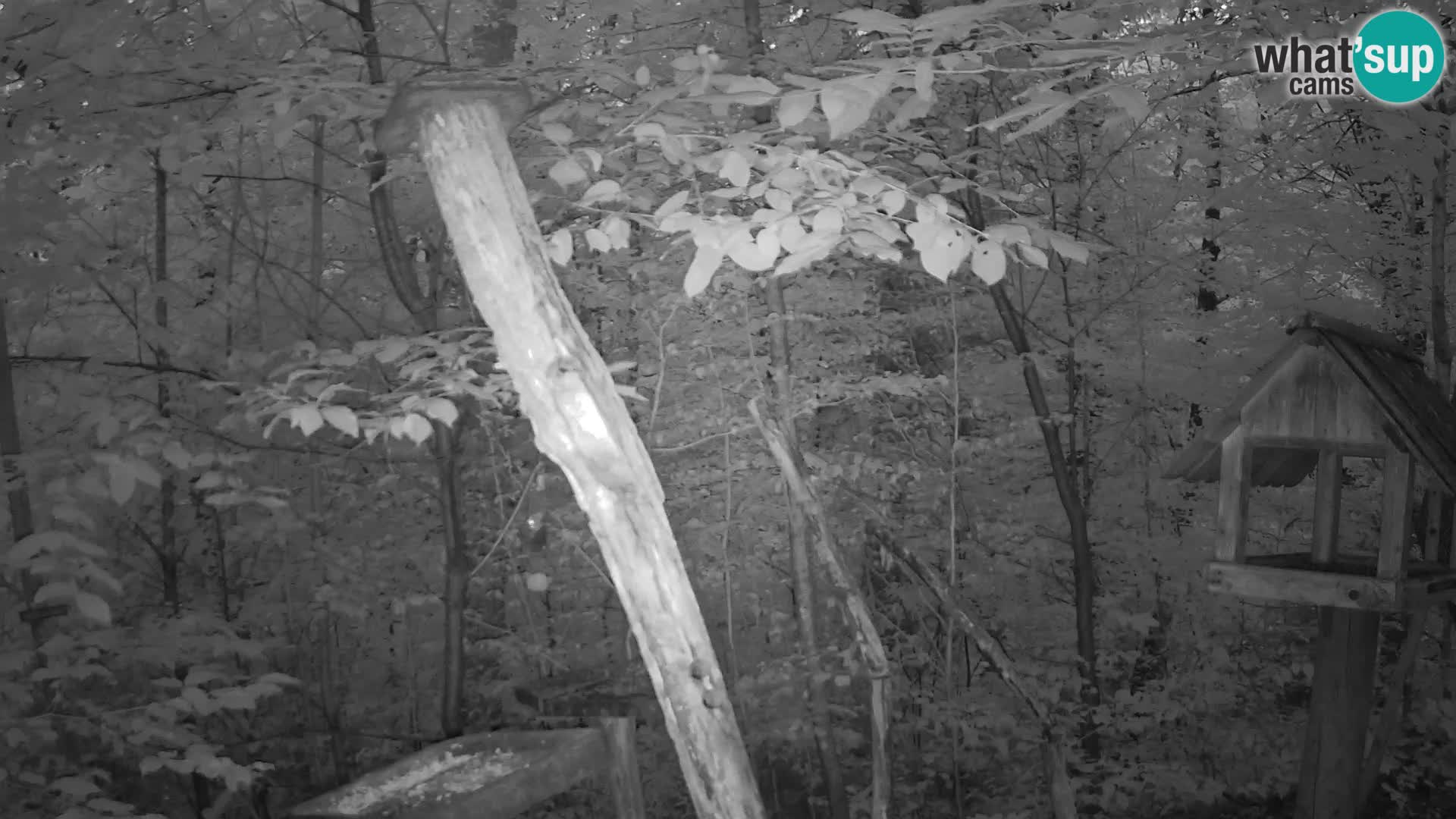 Bird feeders at ZOO Ljubljana webcam