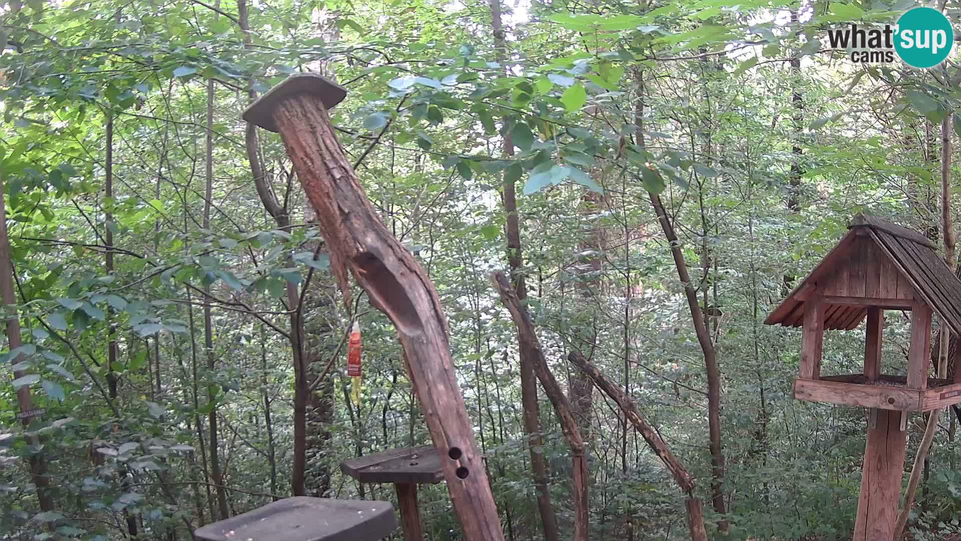 Mangeoires pour oiseaux au ZOO live webcam Ljubljana