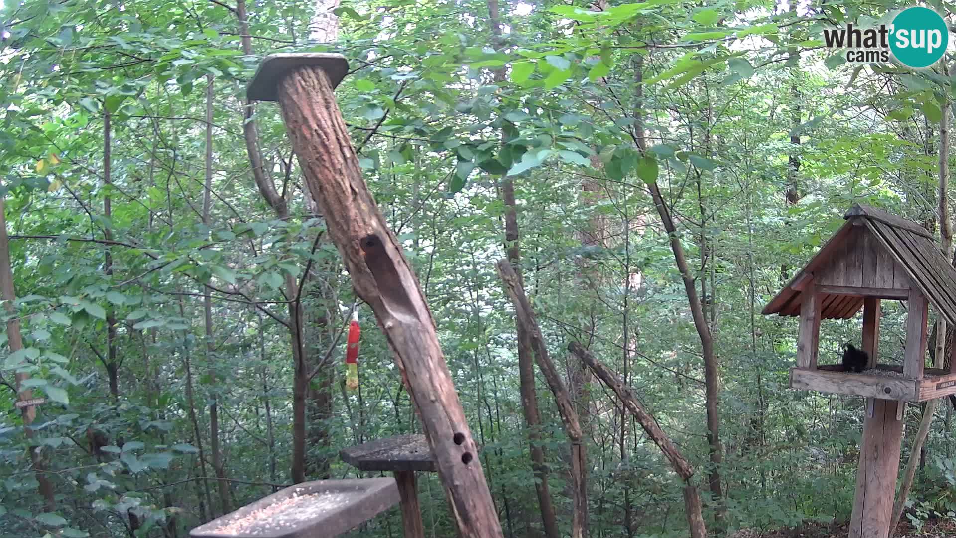Comederos para pájaros en ZOO Ljubljana camera en vivo