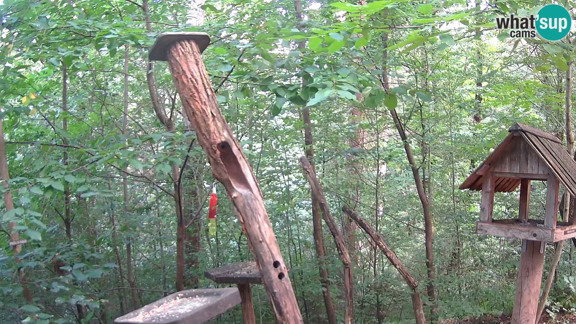 Comederos para pájaros en ZOO Ljubljana camera en vivo