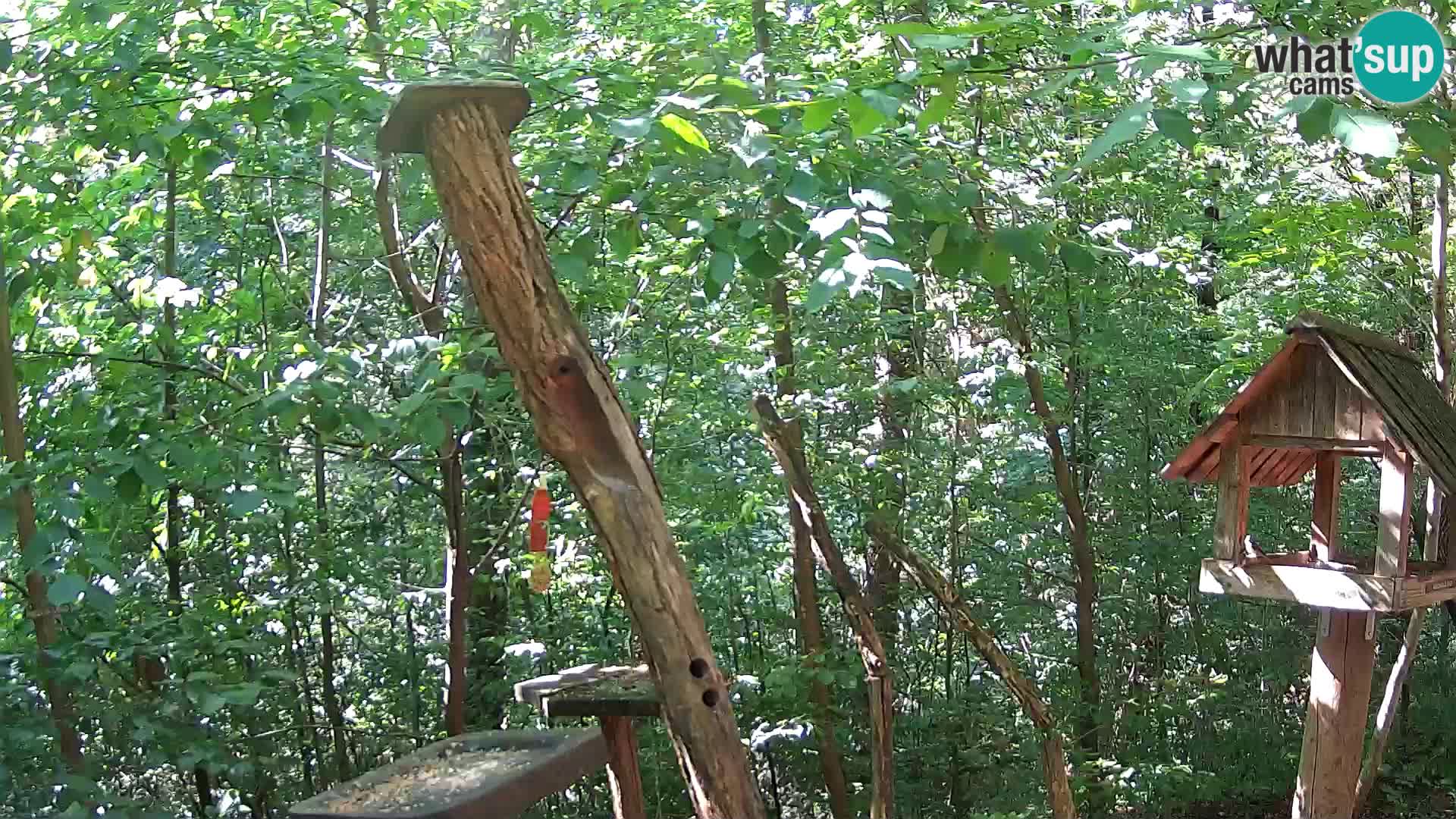Comederos para pájaros en ZOO Ljubljana camera en vivo