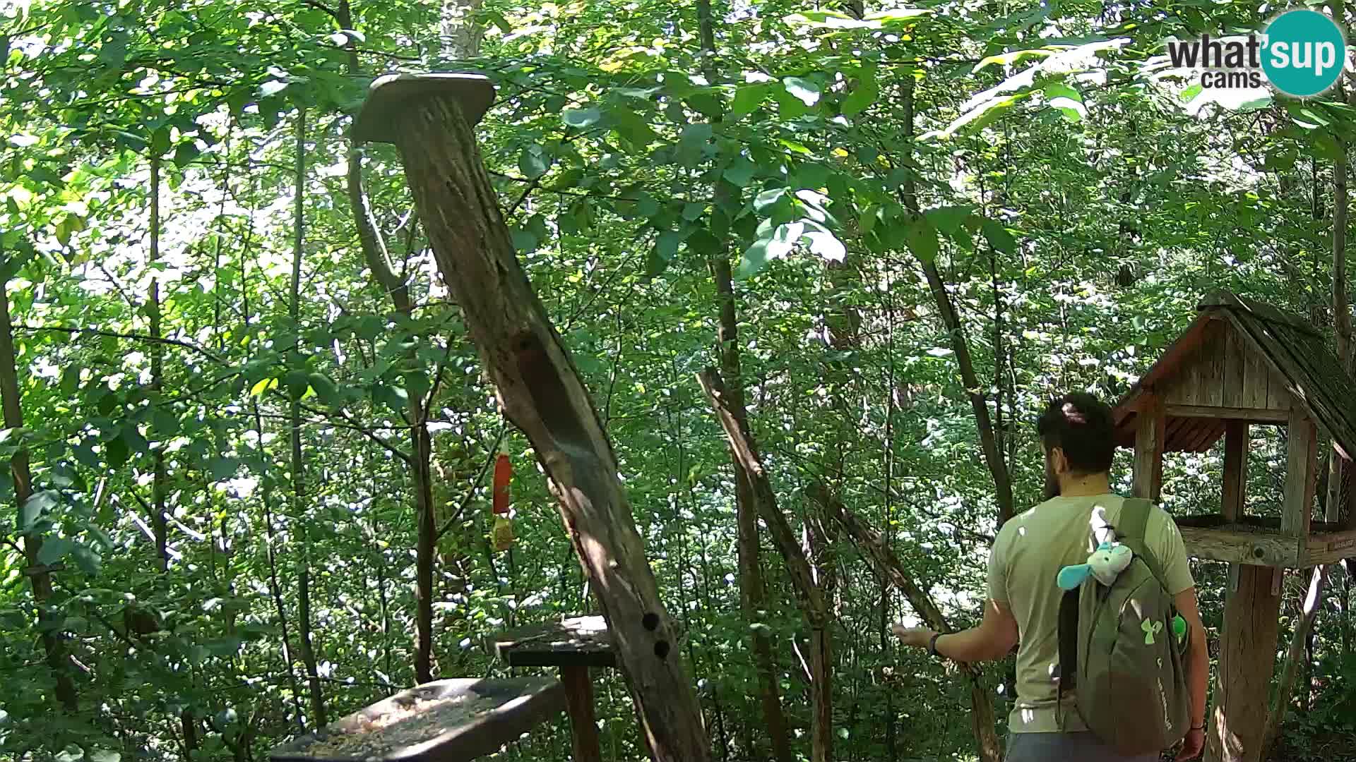 Bird feeders at ZOO Ljubljana webcam