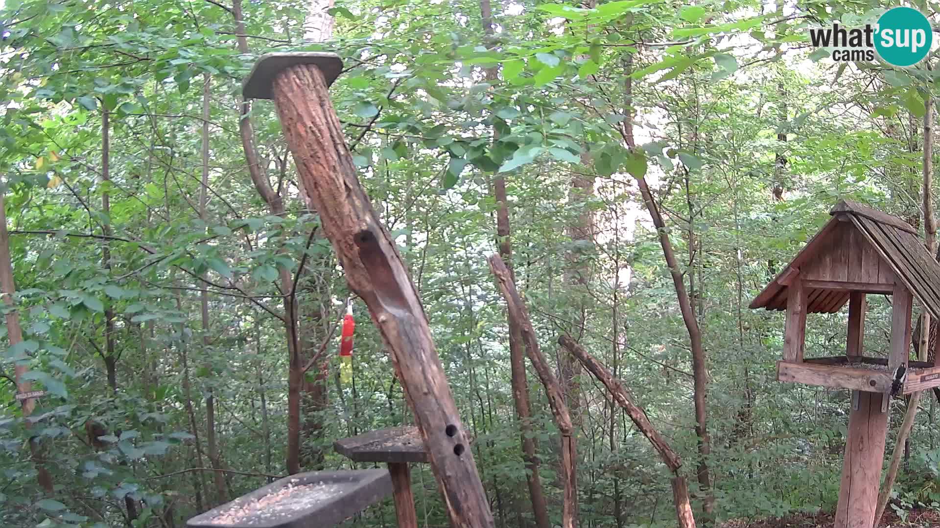 Mangiatoie per uccelli allo ZOO di Lubiana livecam
