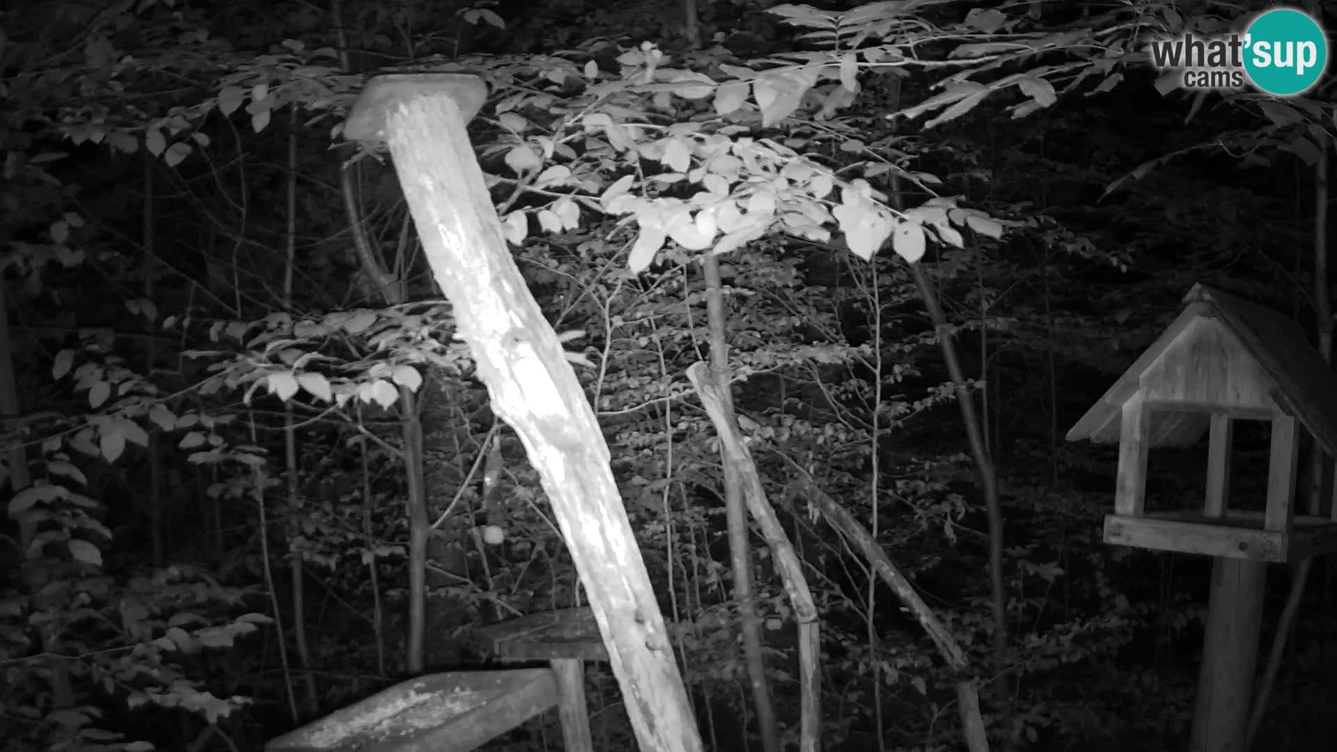 Bird feeders at ZOO Ljubljana webcam