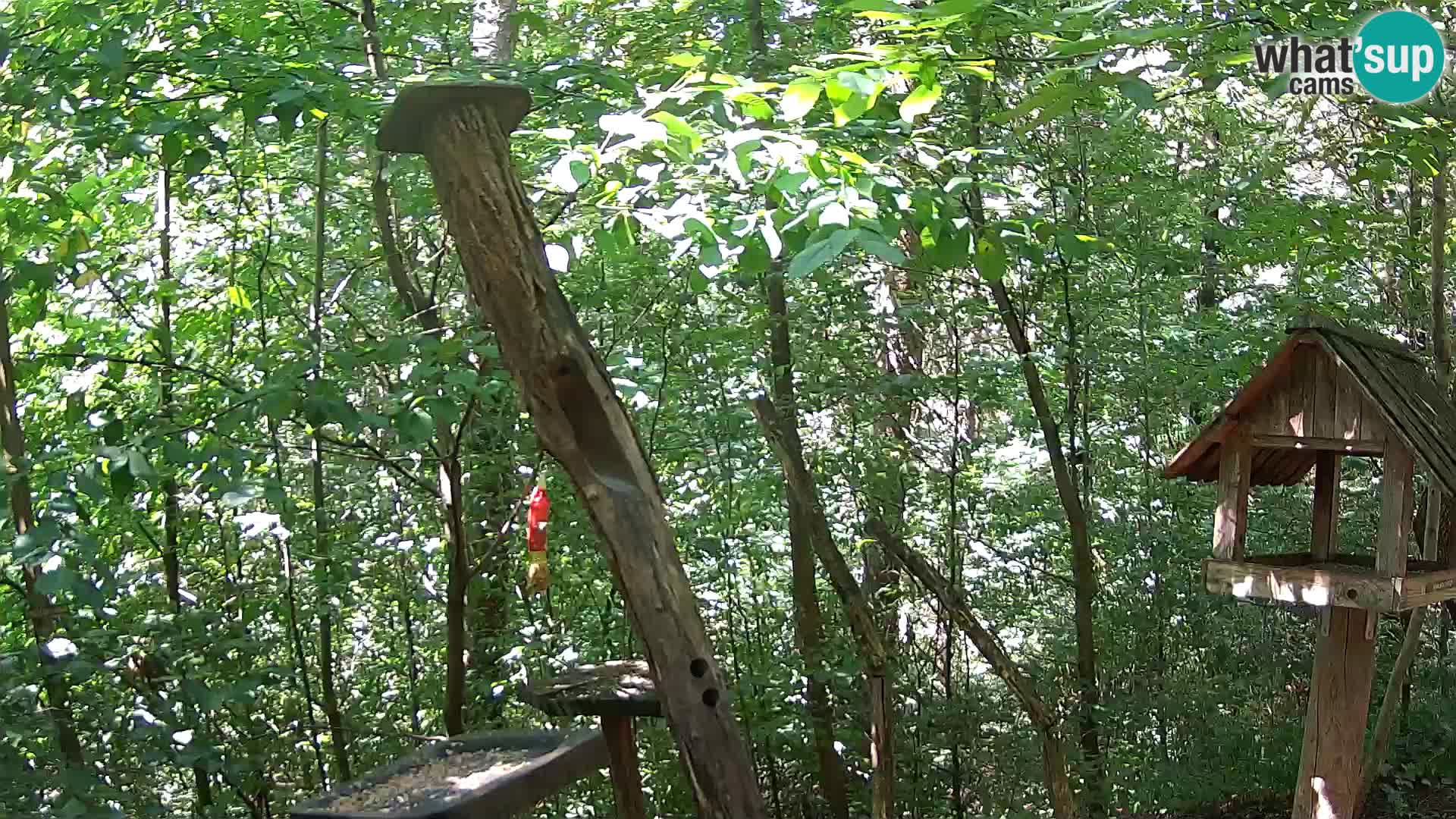 Bird feeders at ZOO Ljubljana webcam
