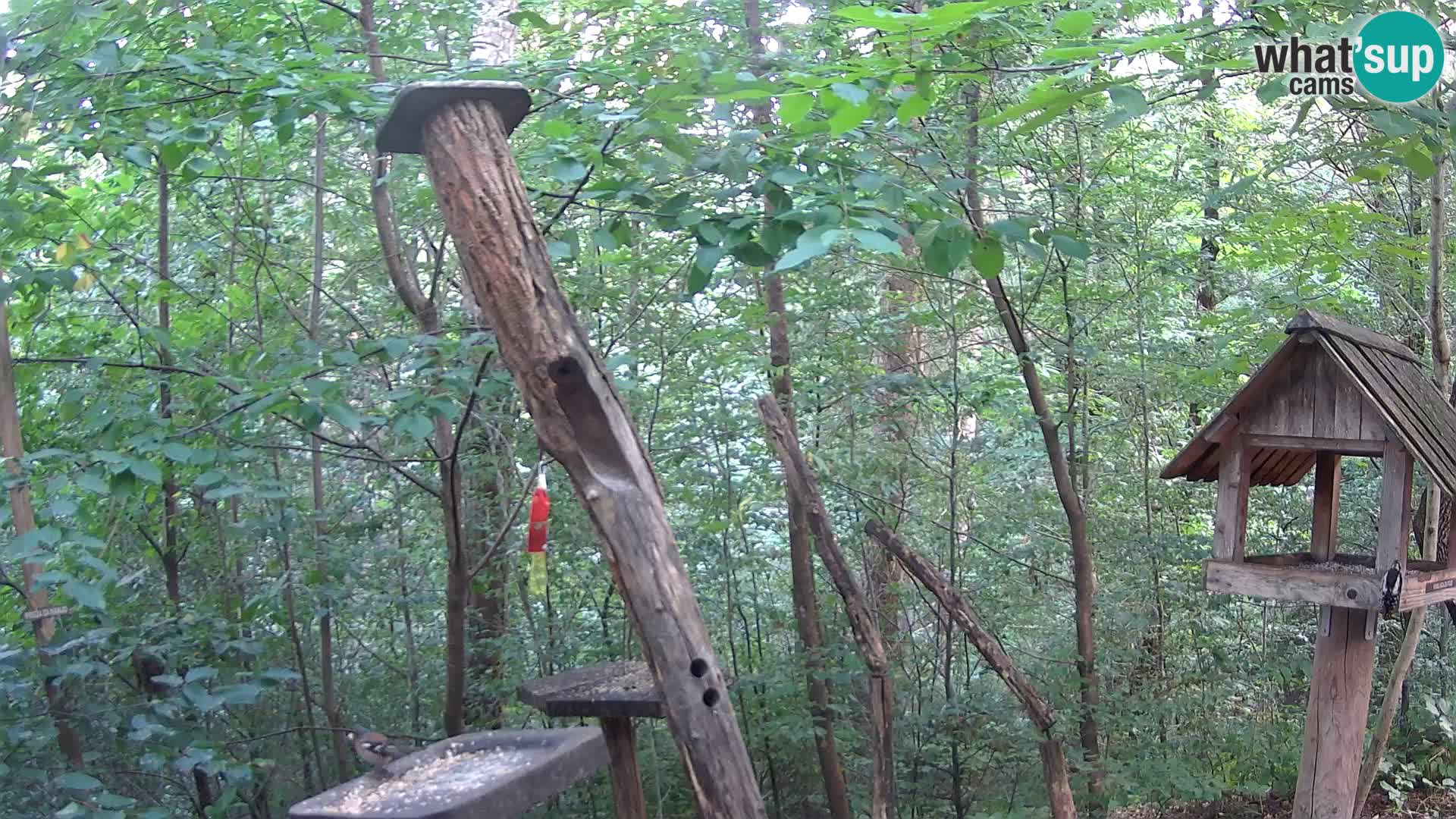 Mangiatoie per uccelli allo ZOO di Lubiana livecam