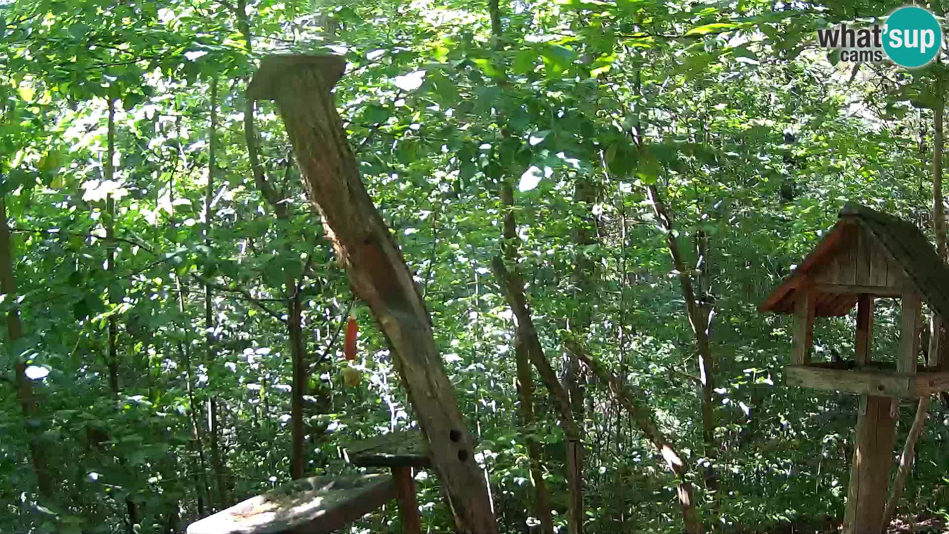 Mangiatoie per uccelli allo ZOO di Lubiana livecam