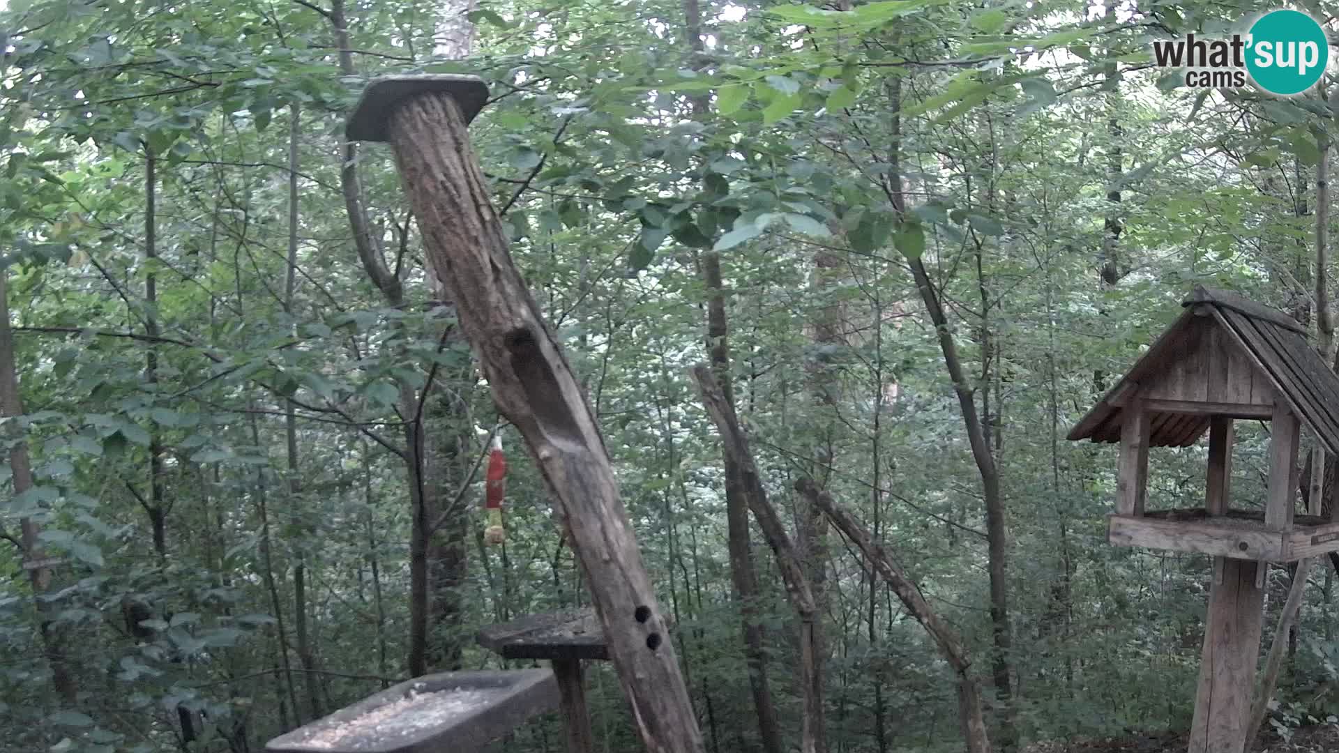 Bird feeders at ZOO Ljubljana webcam