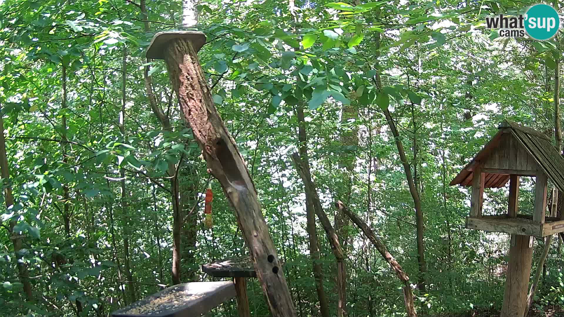 Bird feeders at ZOO Ljubljana webcam