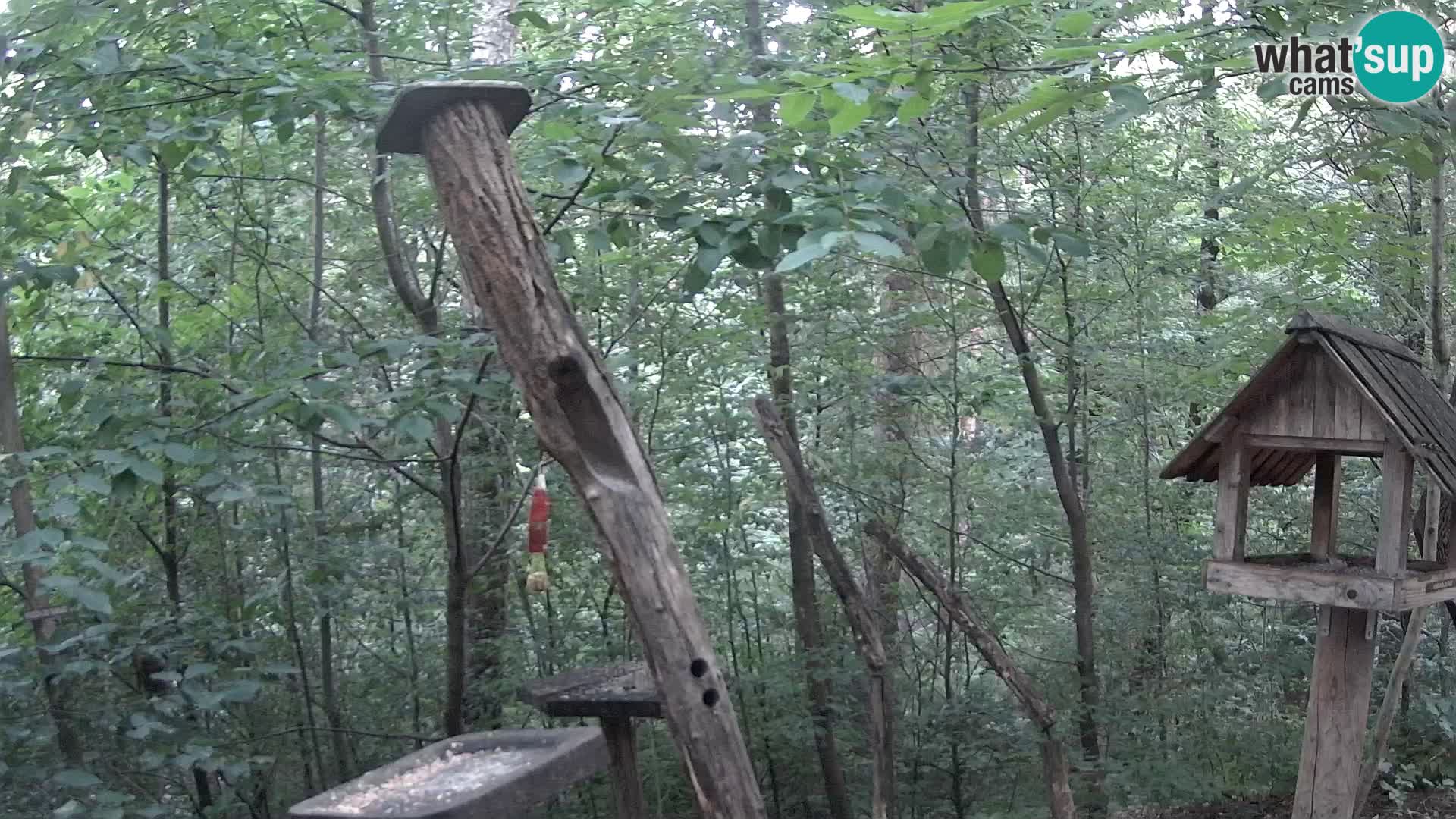 Comederos para pájaros en ZOO Ljubljana camera en vivo