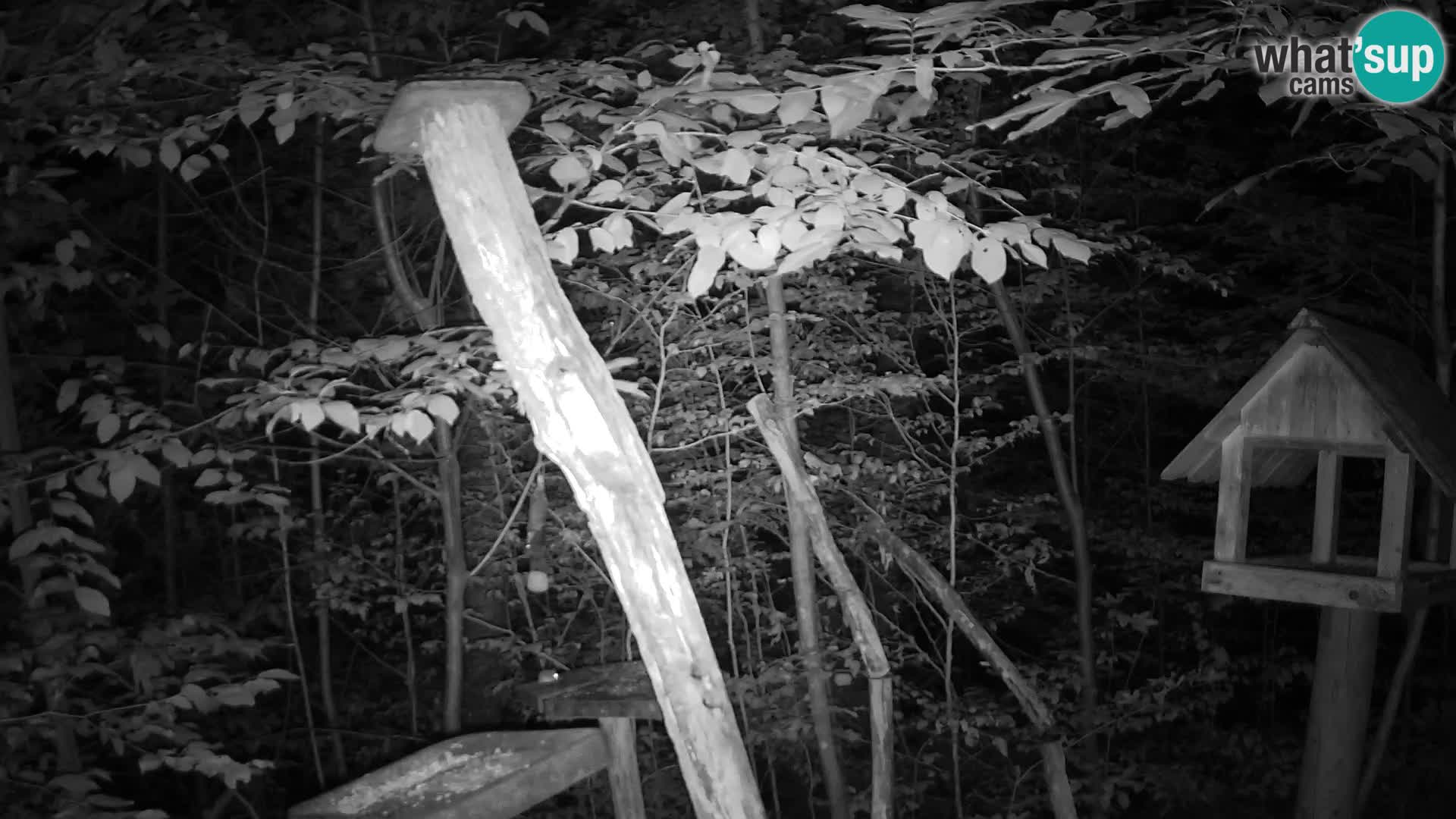 Mangiatoie per uccelli allo ZOO di Lubiana livecam