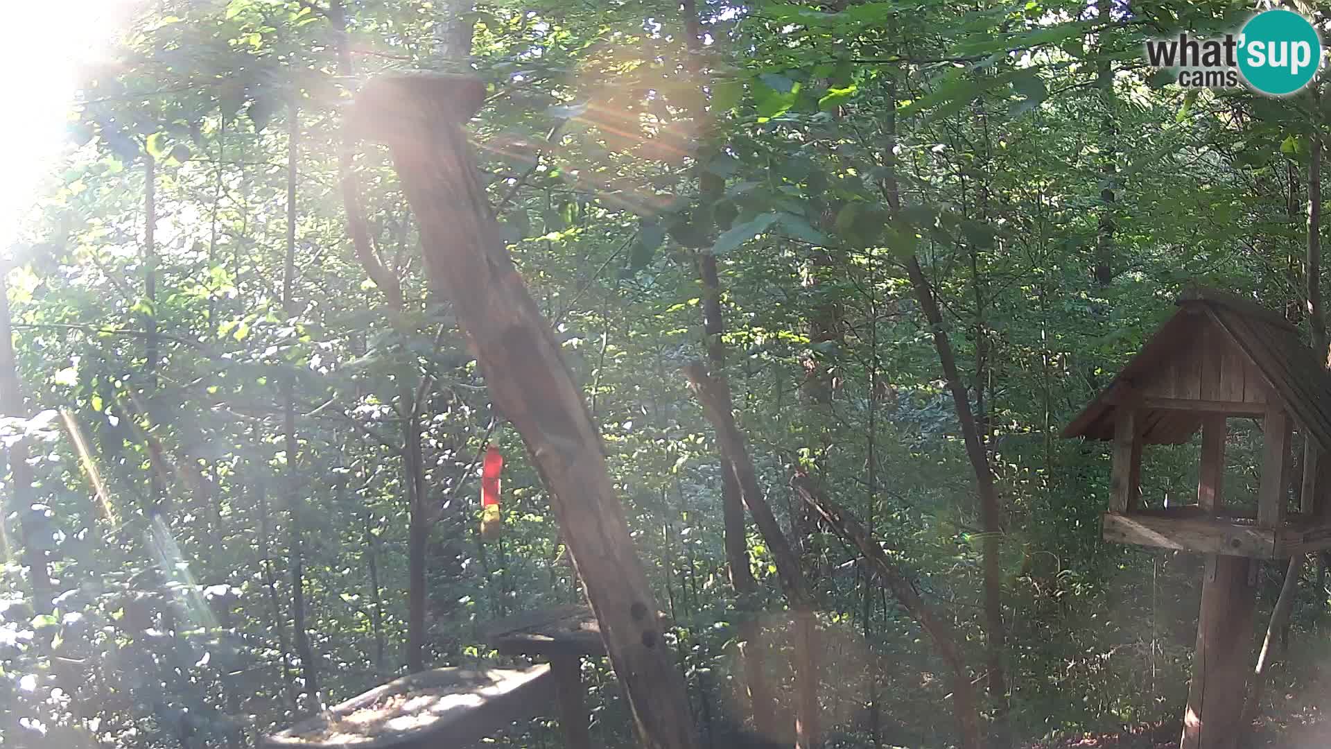 Krmilnice za ptiče v ZOO Ljubljana spletna kamera