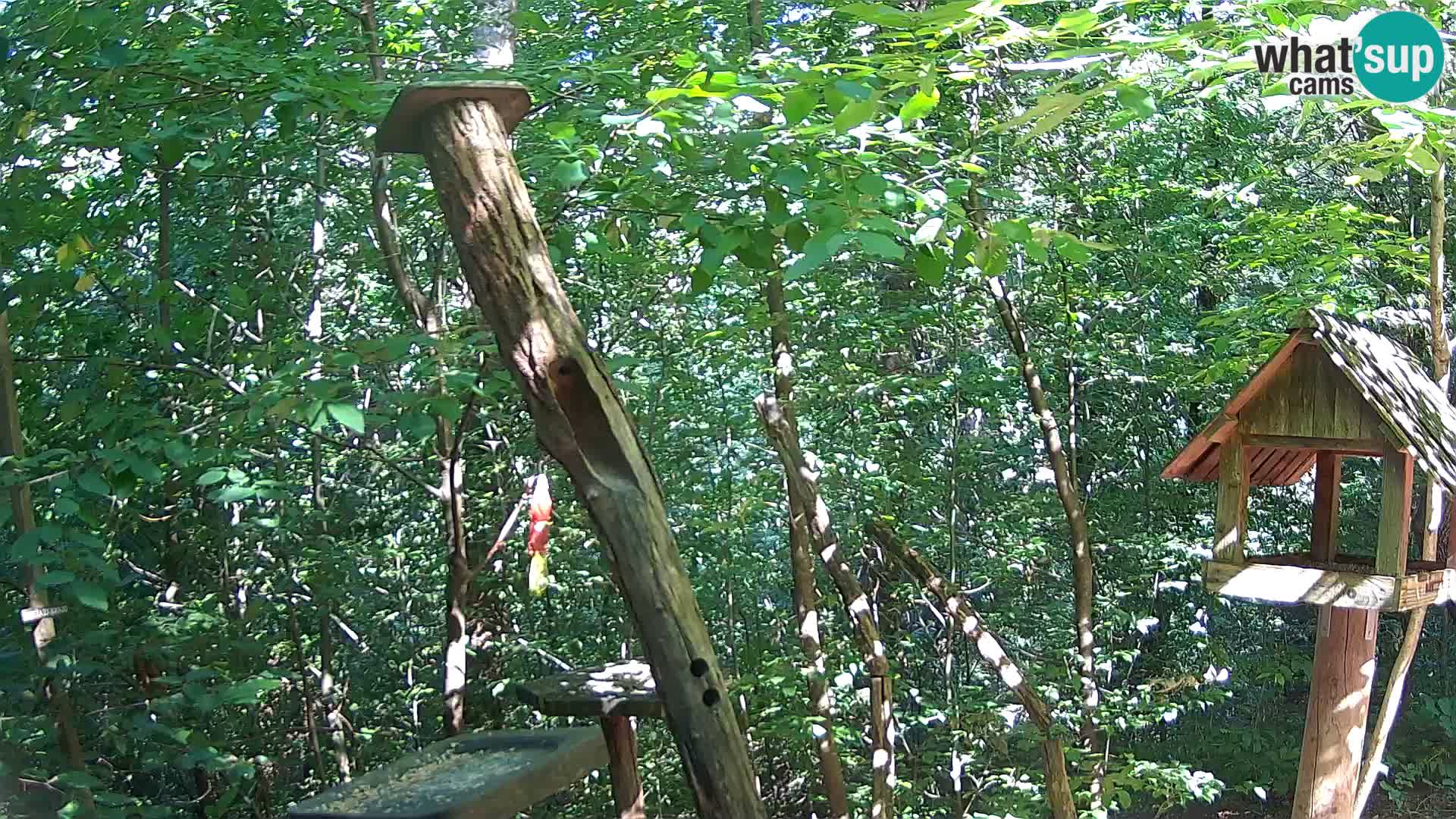 Mangiatoie per uccelli allo ZOO di Lubiana livecam