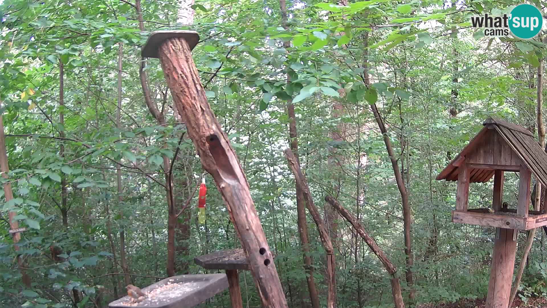 Hranilice za ptice u ZOO web kamera Ljubljana
