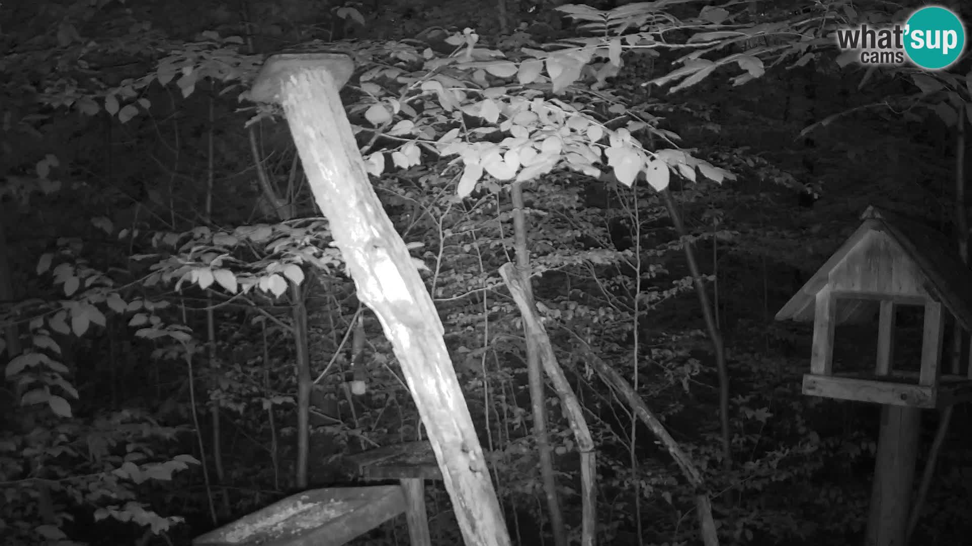 Comederos para pájaros en ZOO Ljubljana camera en vivo