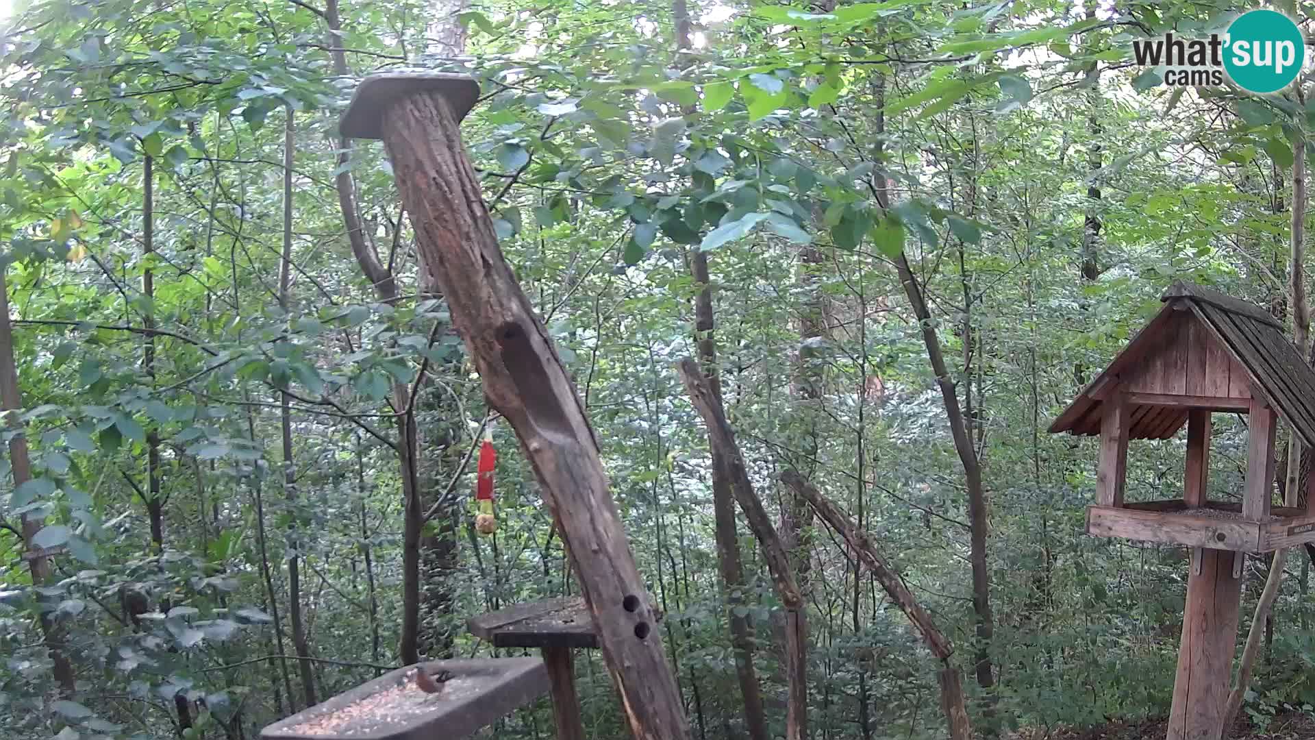 Mangeoires pour oiseaux au ZOO live webcam Ljubljana