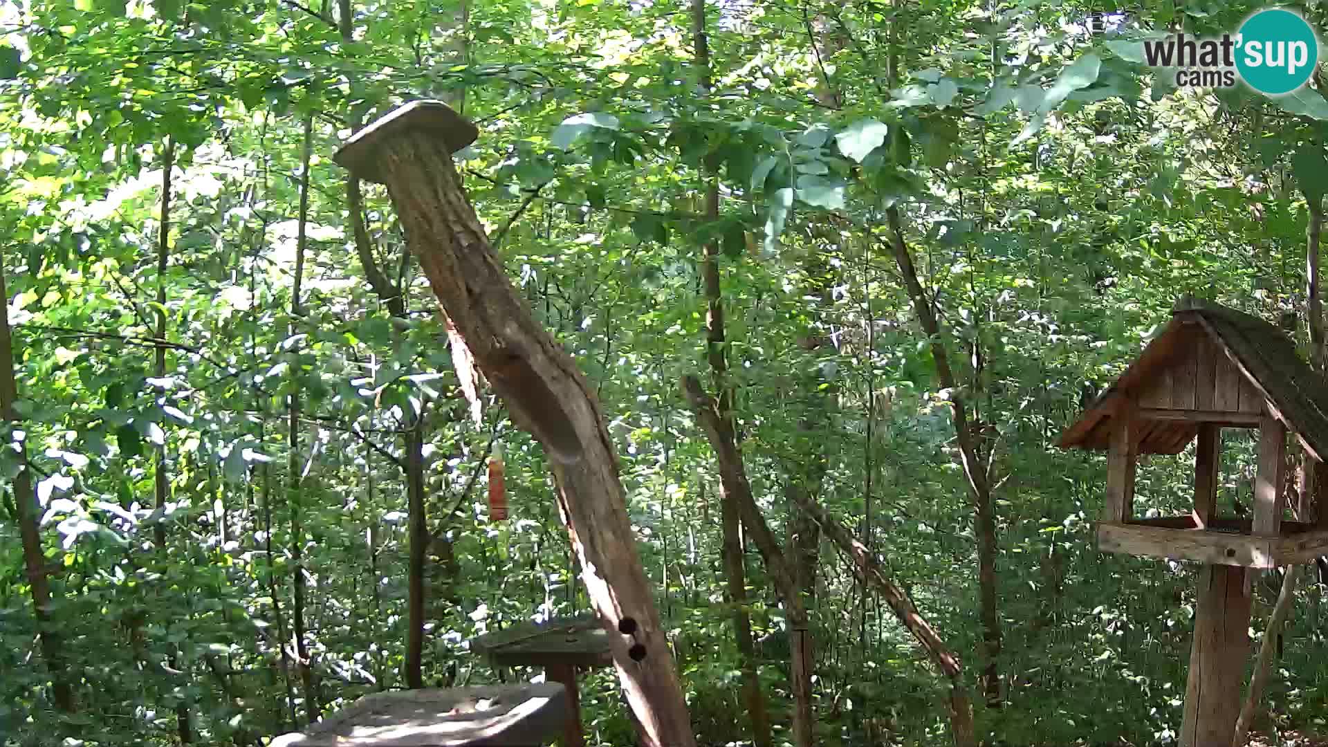 Mangiatoie per uccelli allo ZOO di Lubiana livecam