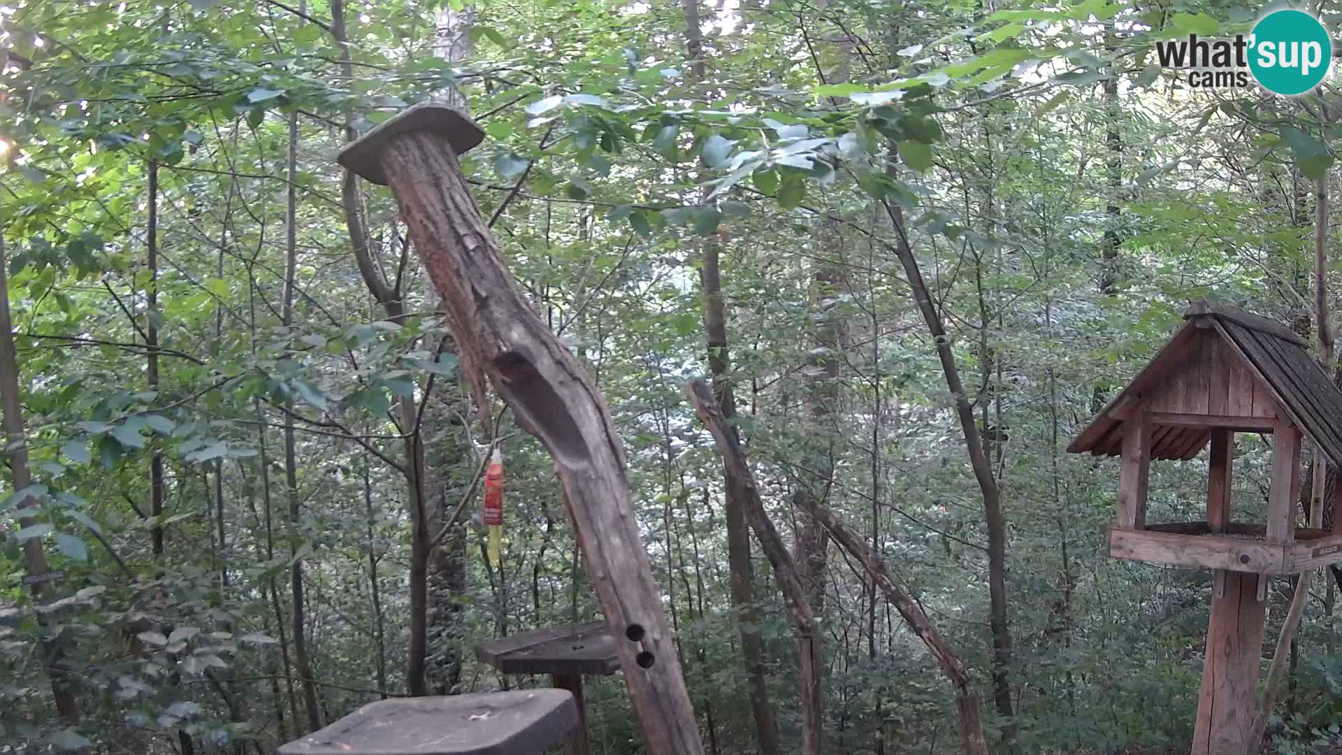 Bird feeders at ZOO Ljubljana webcam