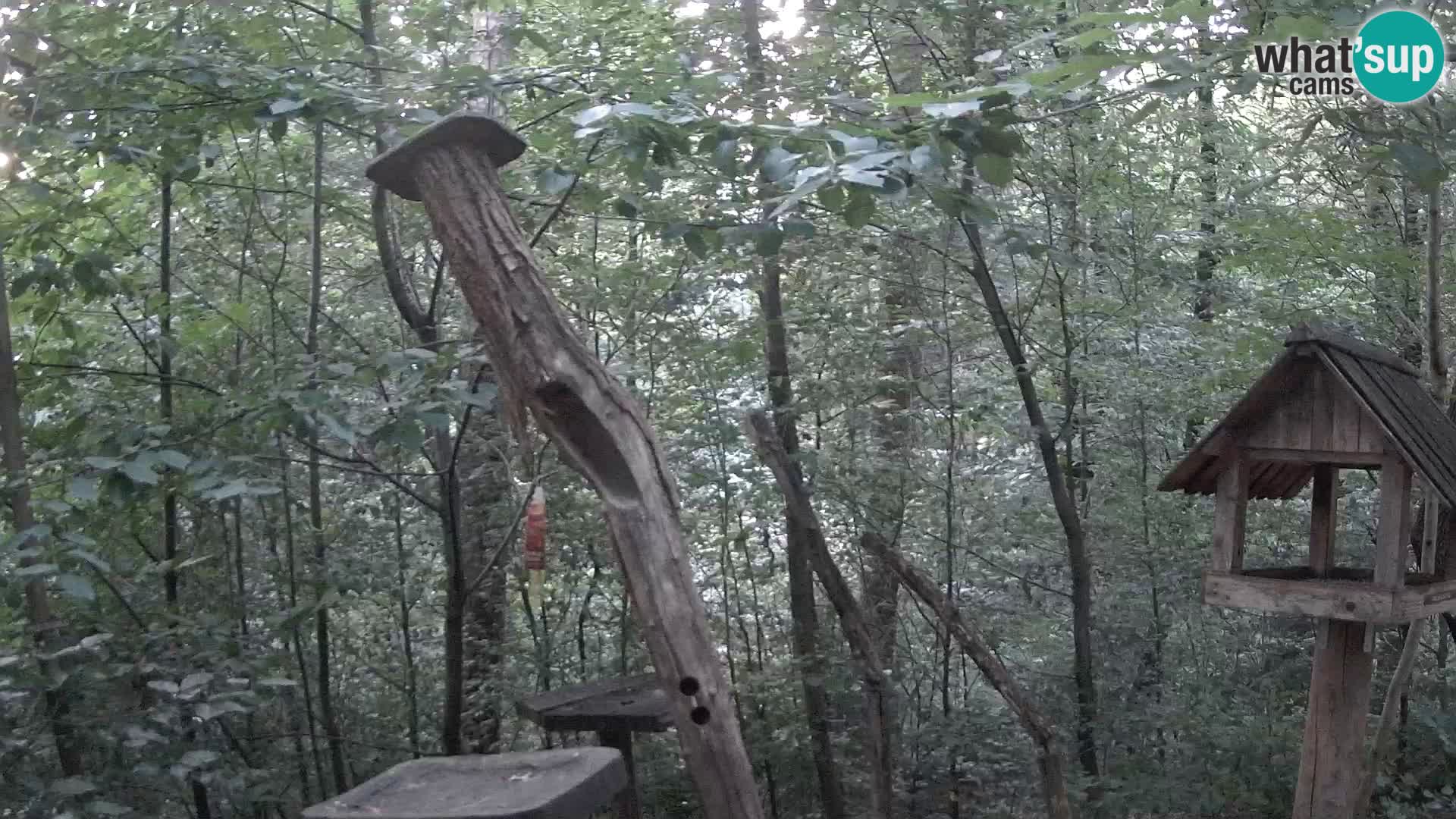 Bird feeders at ZOO Ljubljana webcam