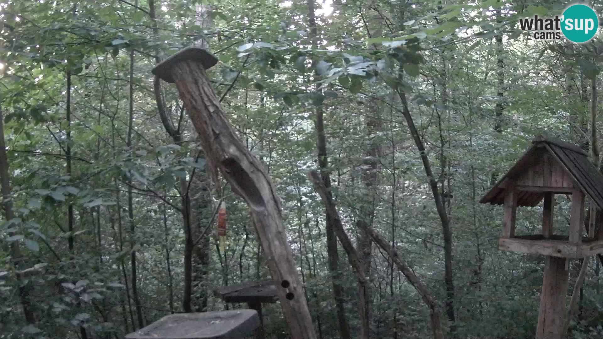 Mangeoires pour oiseaux au ZOO live webcam Ljubljana