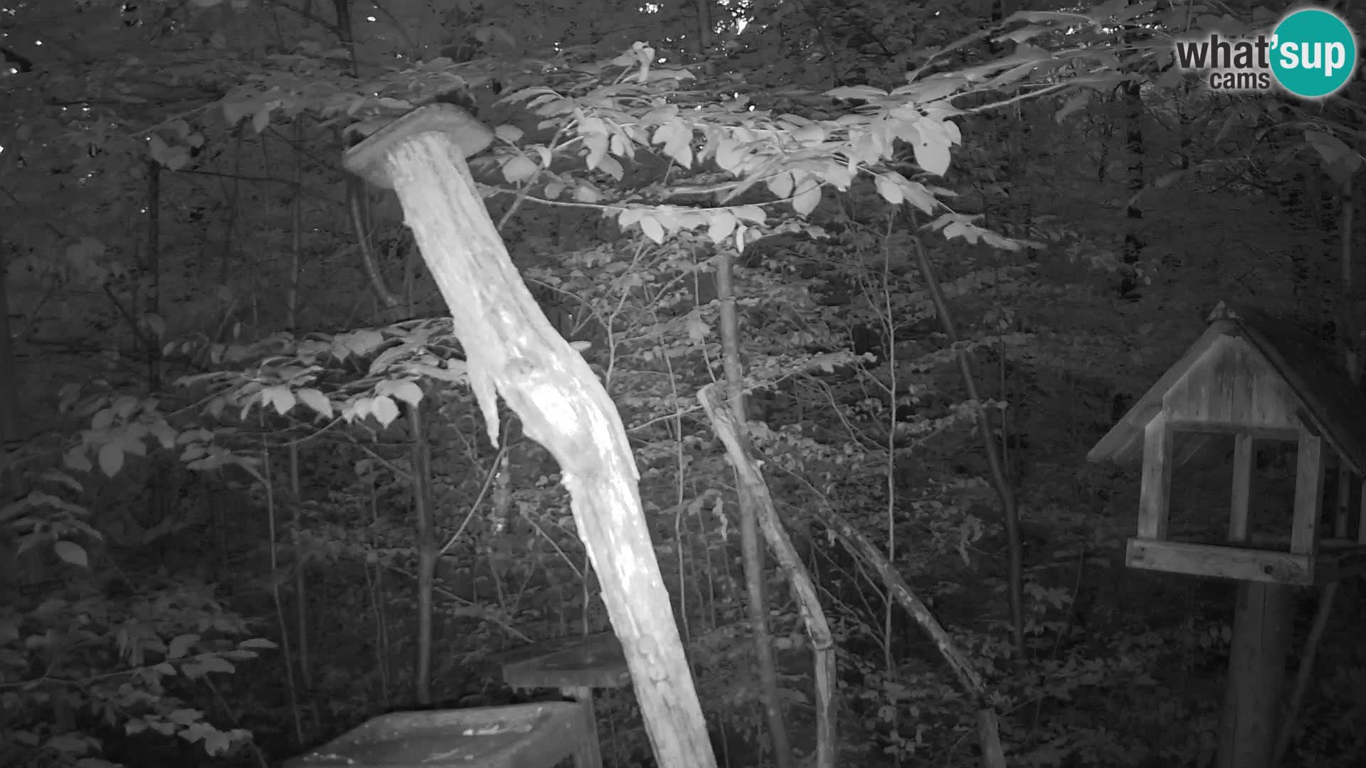 Mangiatoie per uccelli allo ZOO di Lubiana livecam