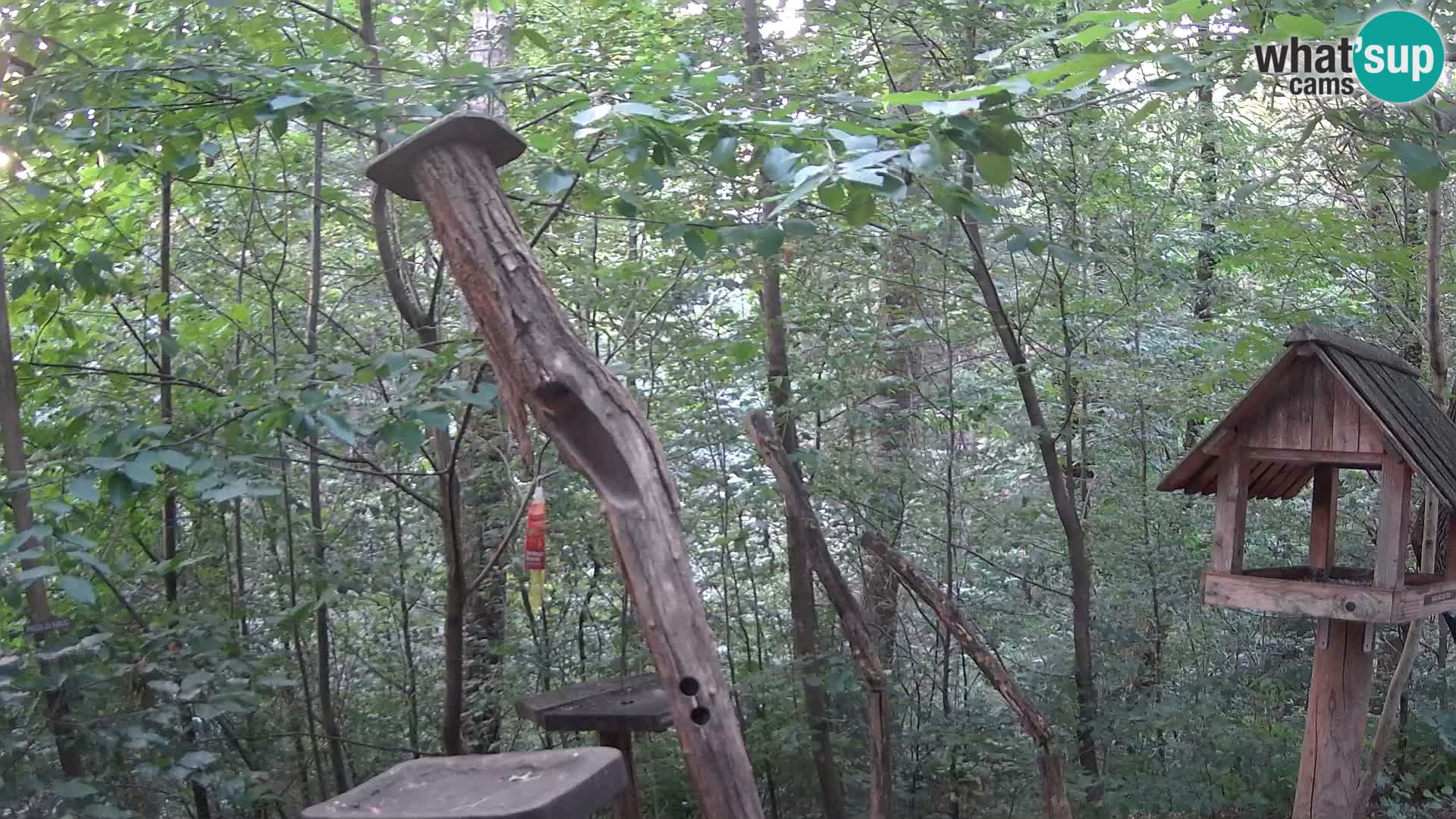 Krmilnice za ptiče v ZOO Ljubljana spletna kamera