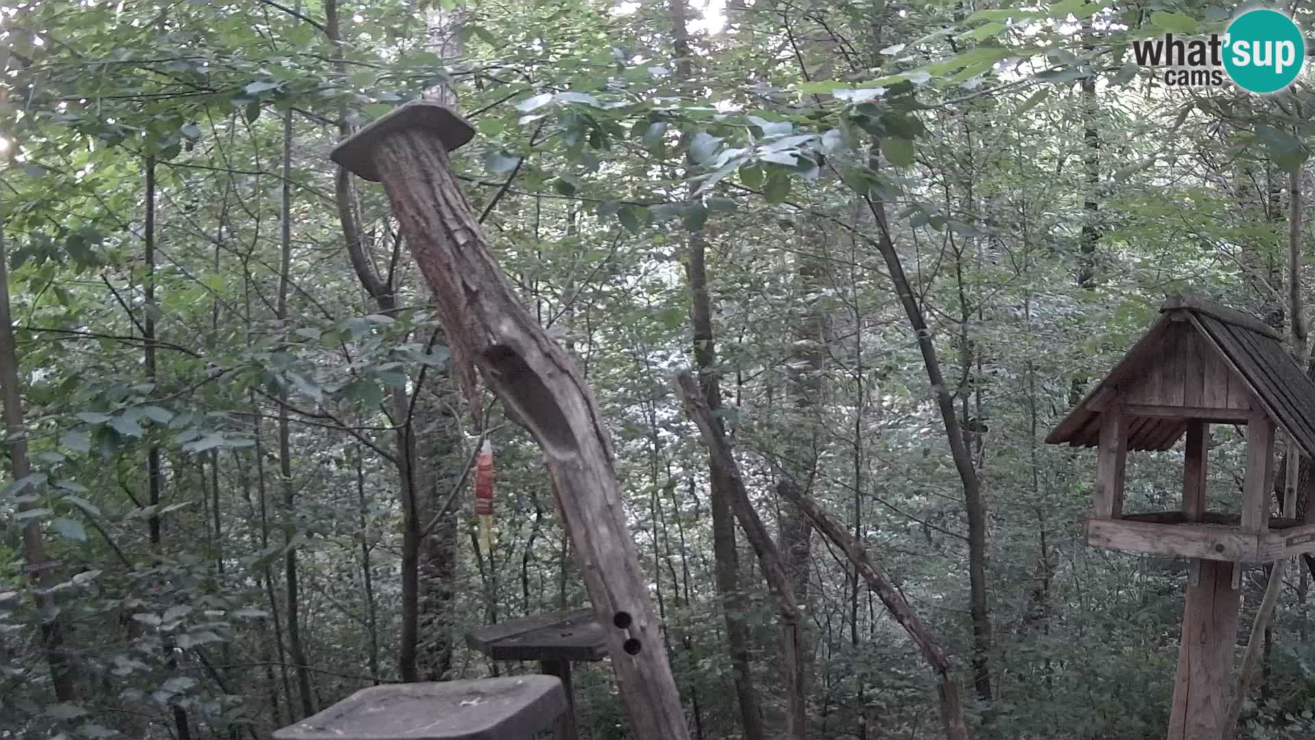 Bird feeders at ZOO Ljubljana webcam