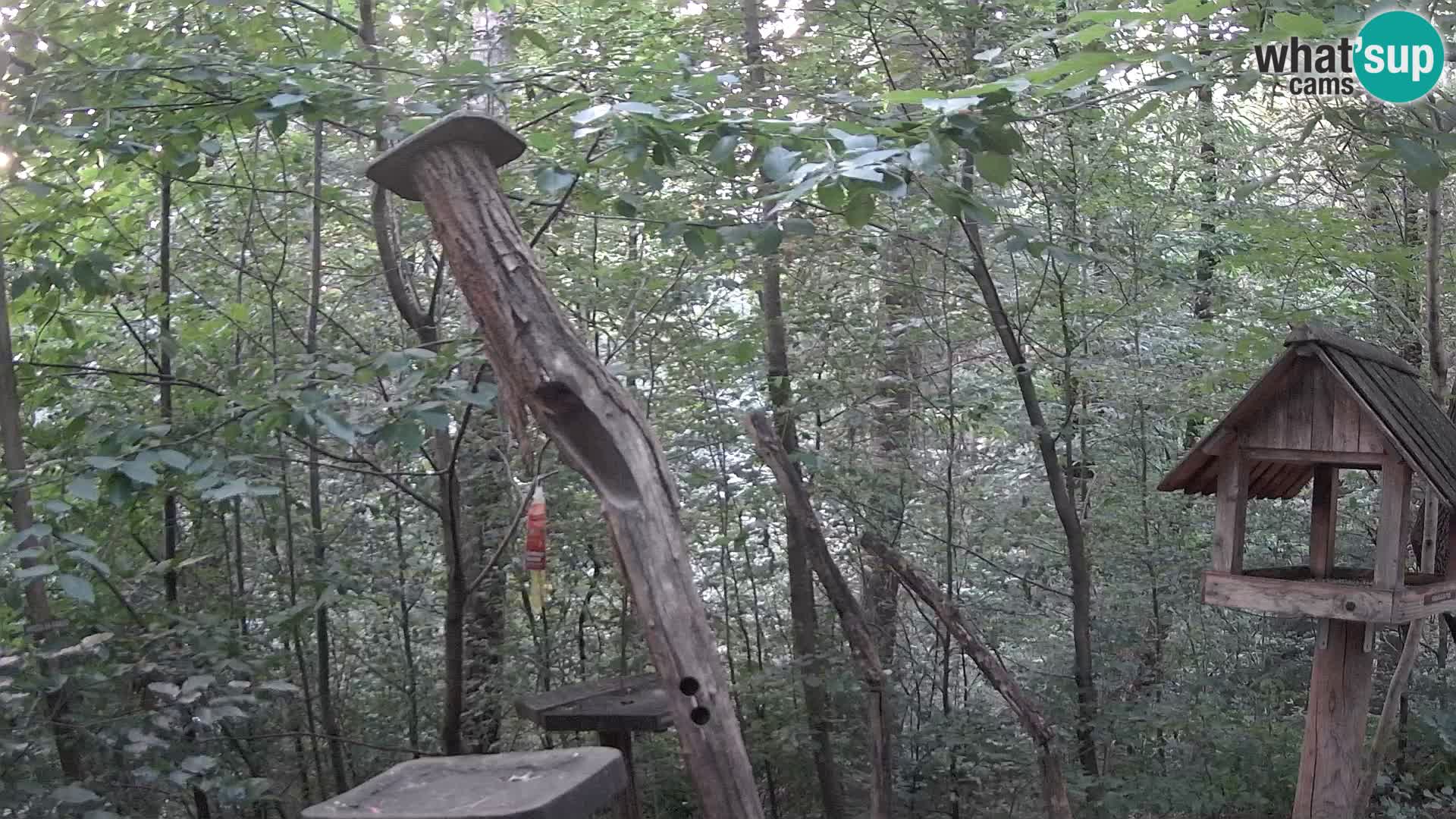 Mangiatoie per uccelli allo ZOO di Lubiana livecam