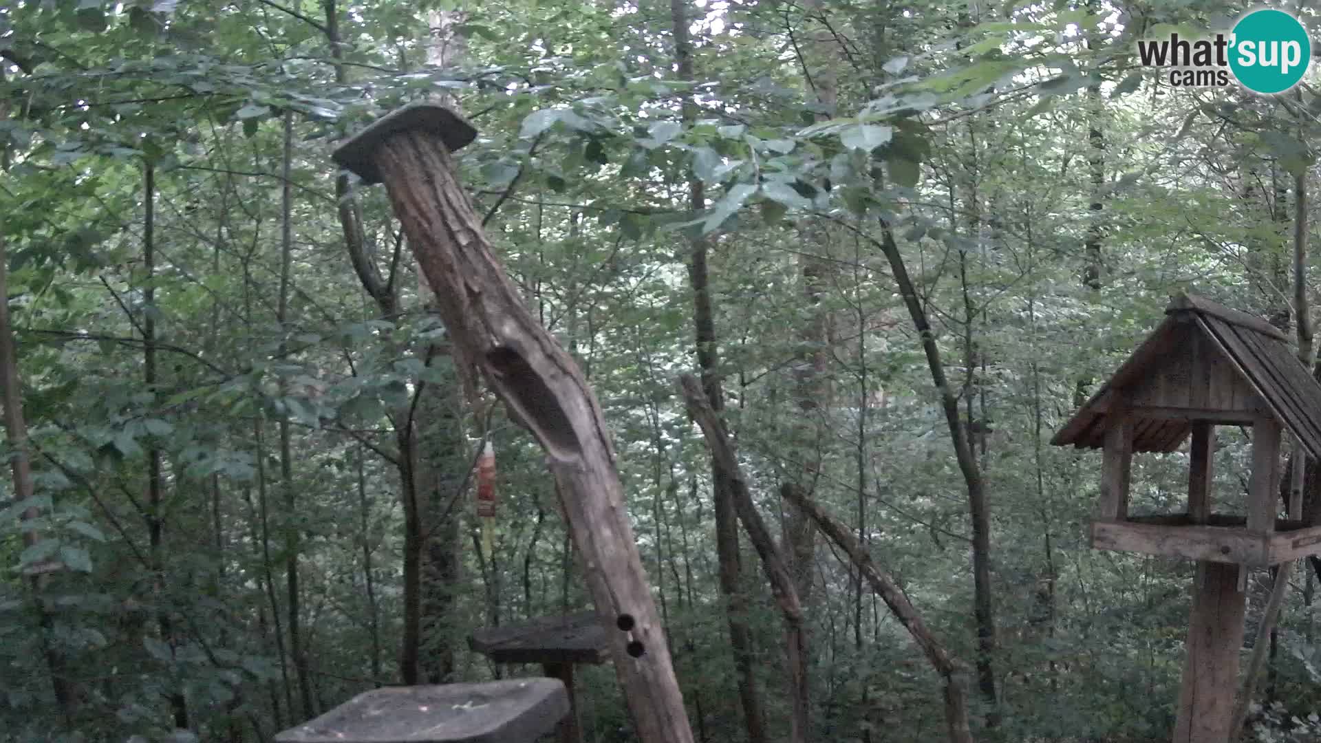 Hranilice za ptice u ZOO web kamera Ljubljana