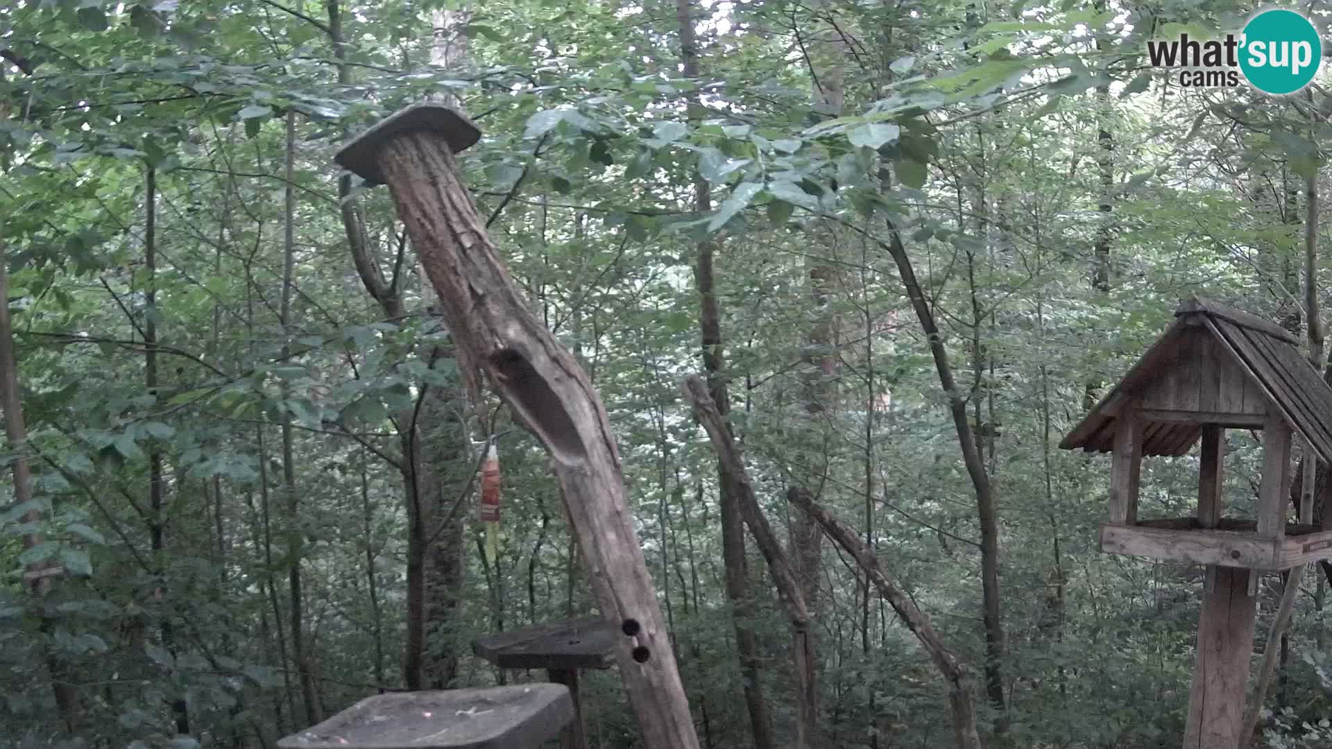 Vogelfutterhäuschen im ZOO webcam Ljubljana