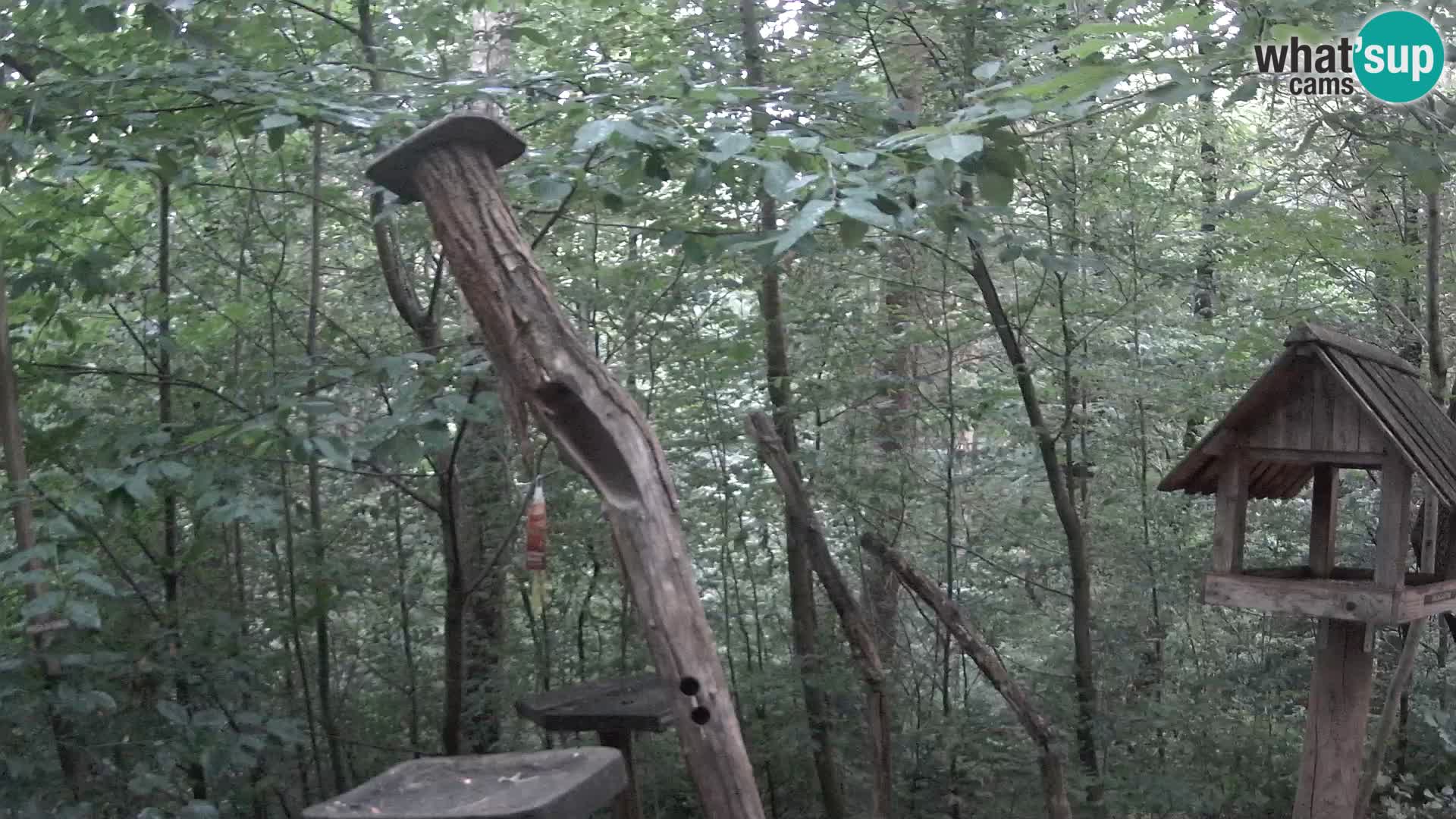 Hranilice za ptice u ZOO web kamera Ljubljana