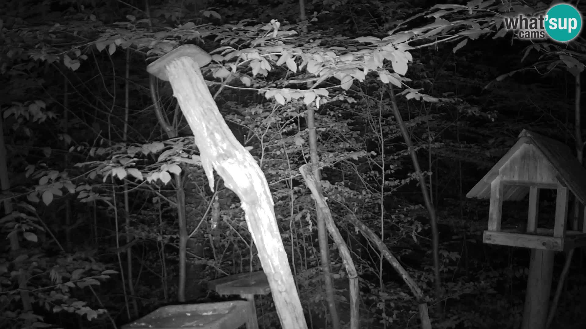 Mangiatoie per uccelli allo ZOO di Lubiana livecam