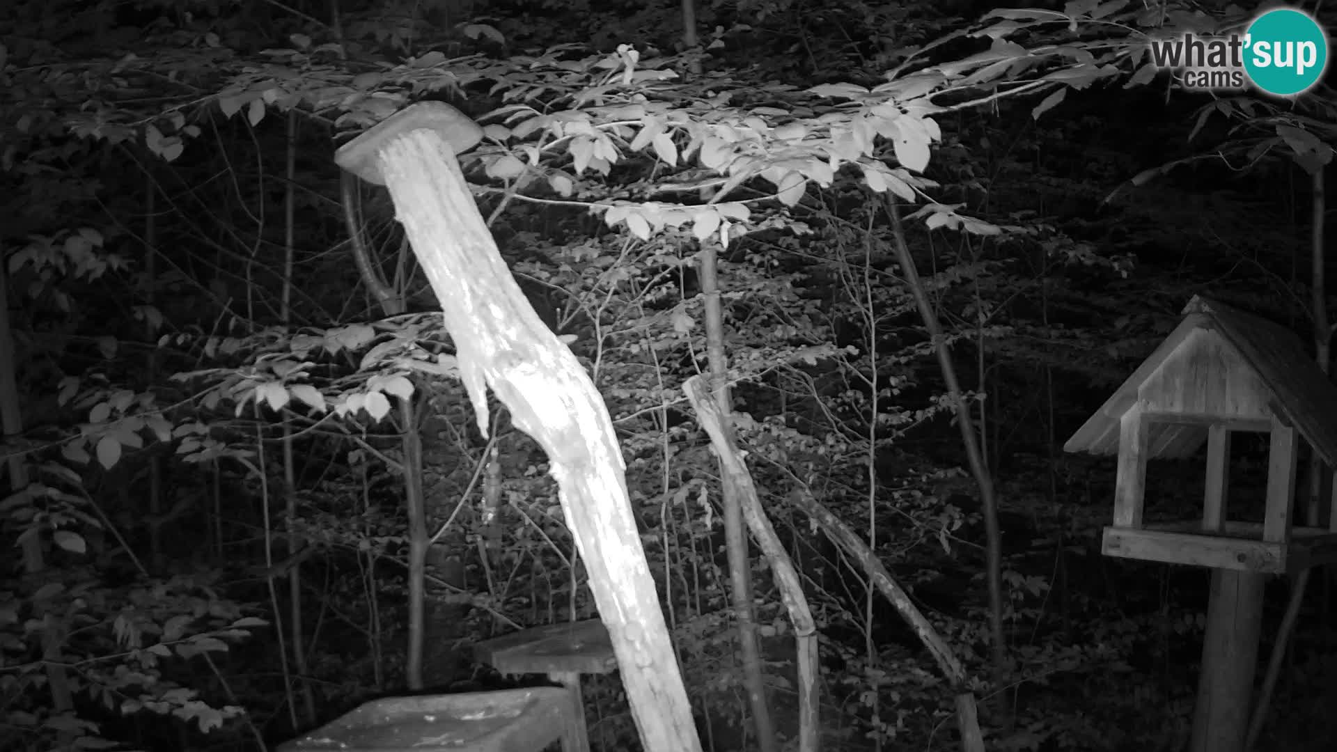 Mangeoires pour oiseaux au ZOO live webcam Ljubljana