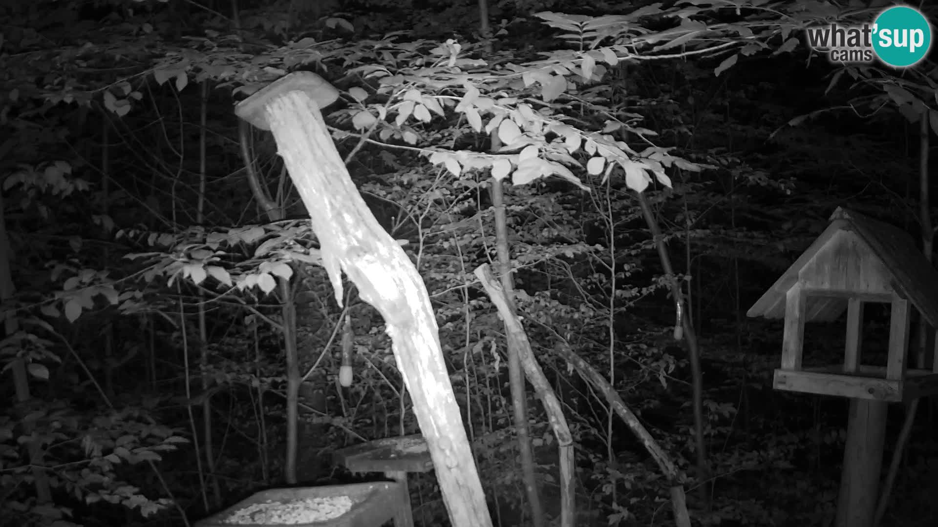 Bird feeders at ZOO Ljubljana webcam