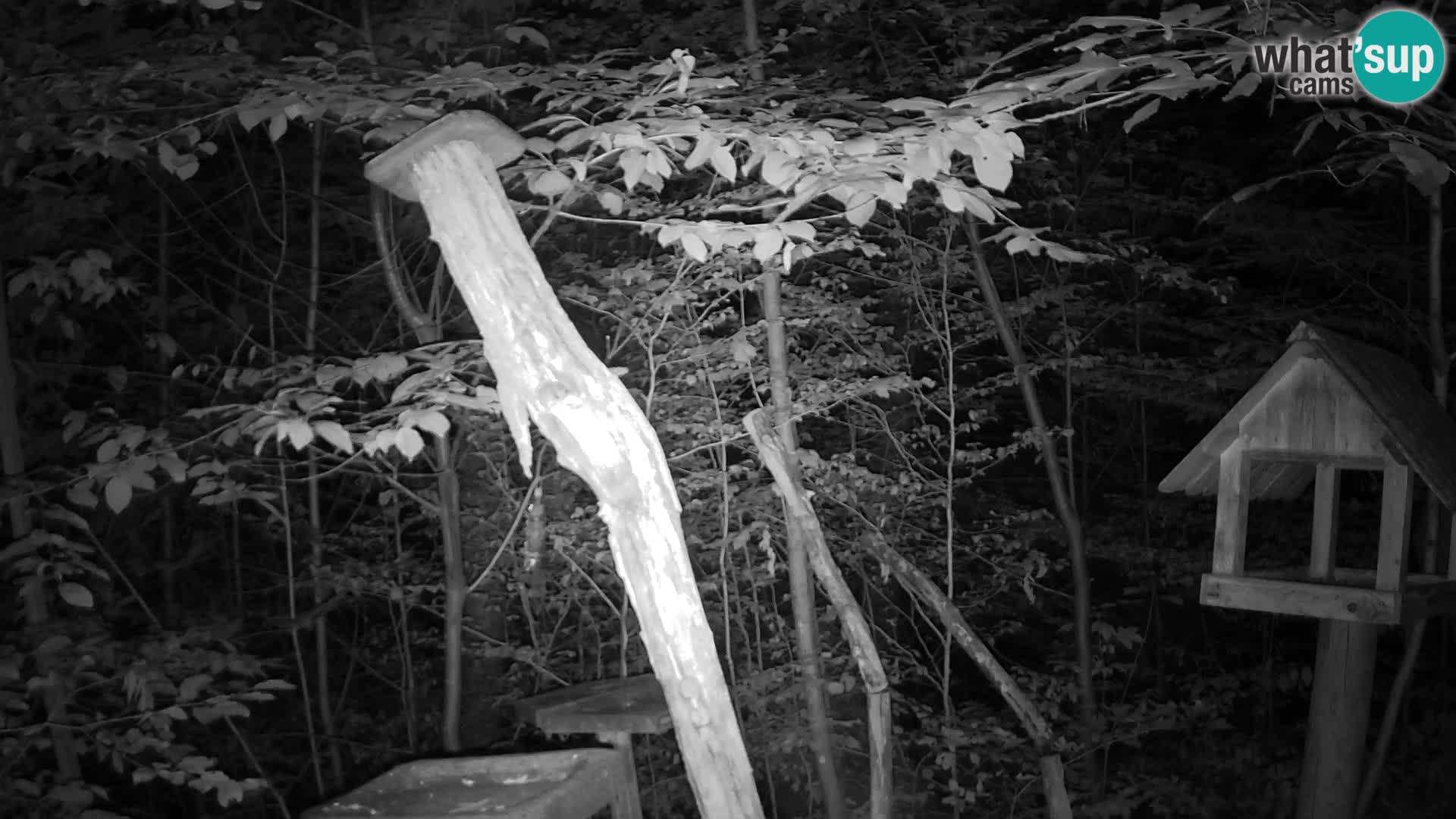 Bird feeders at ZOO Ljubljana webcam