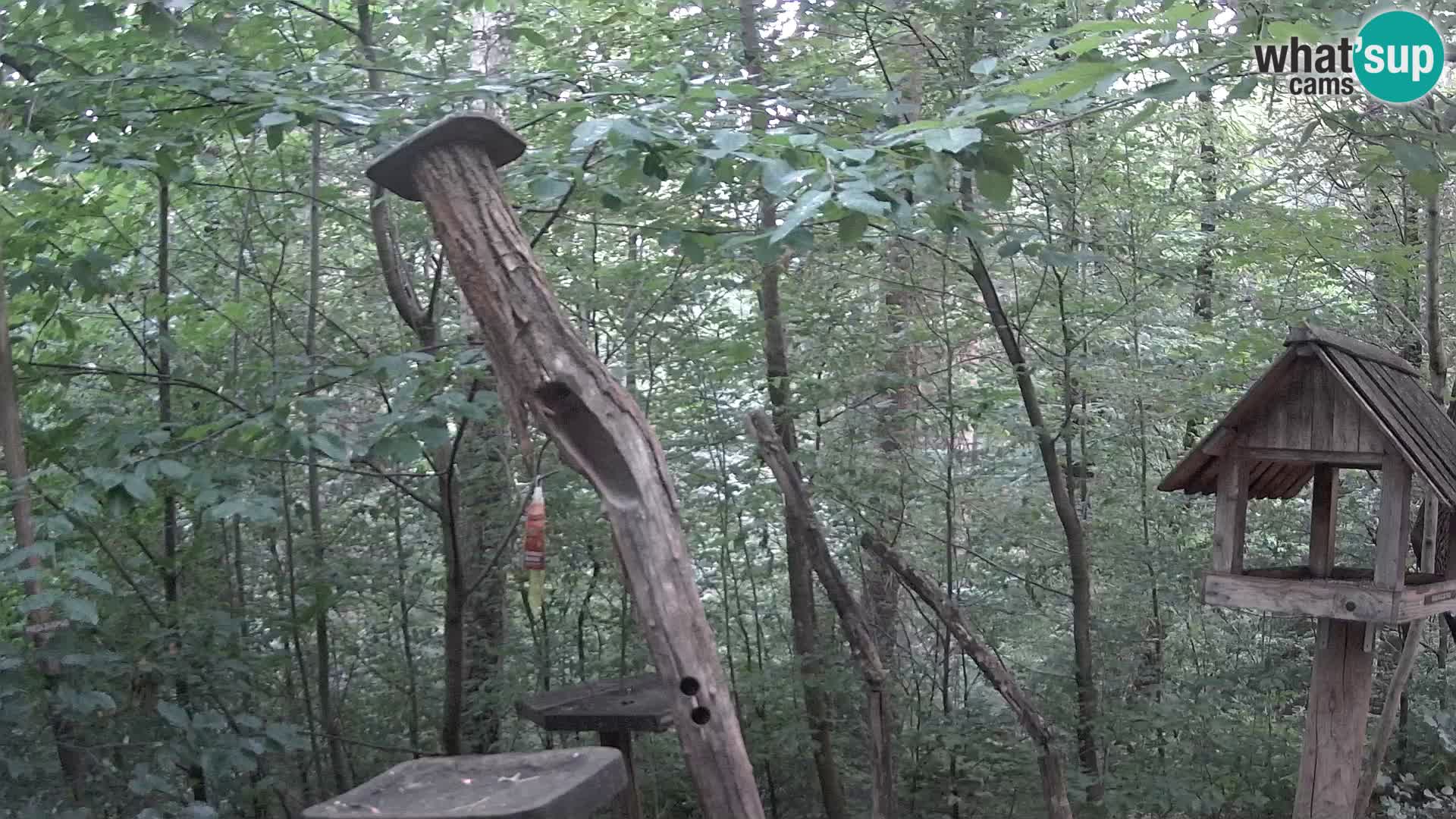 Krmilnice za ptiče v ZOO Ljubljana spletna kamera