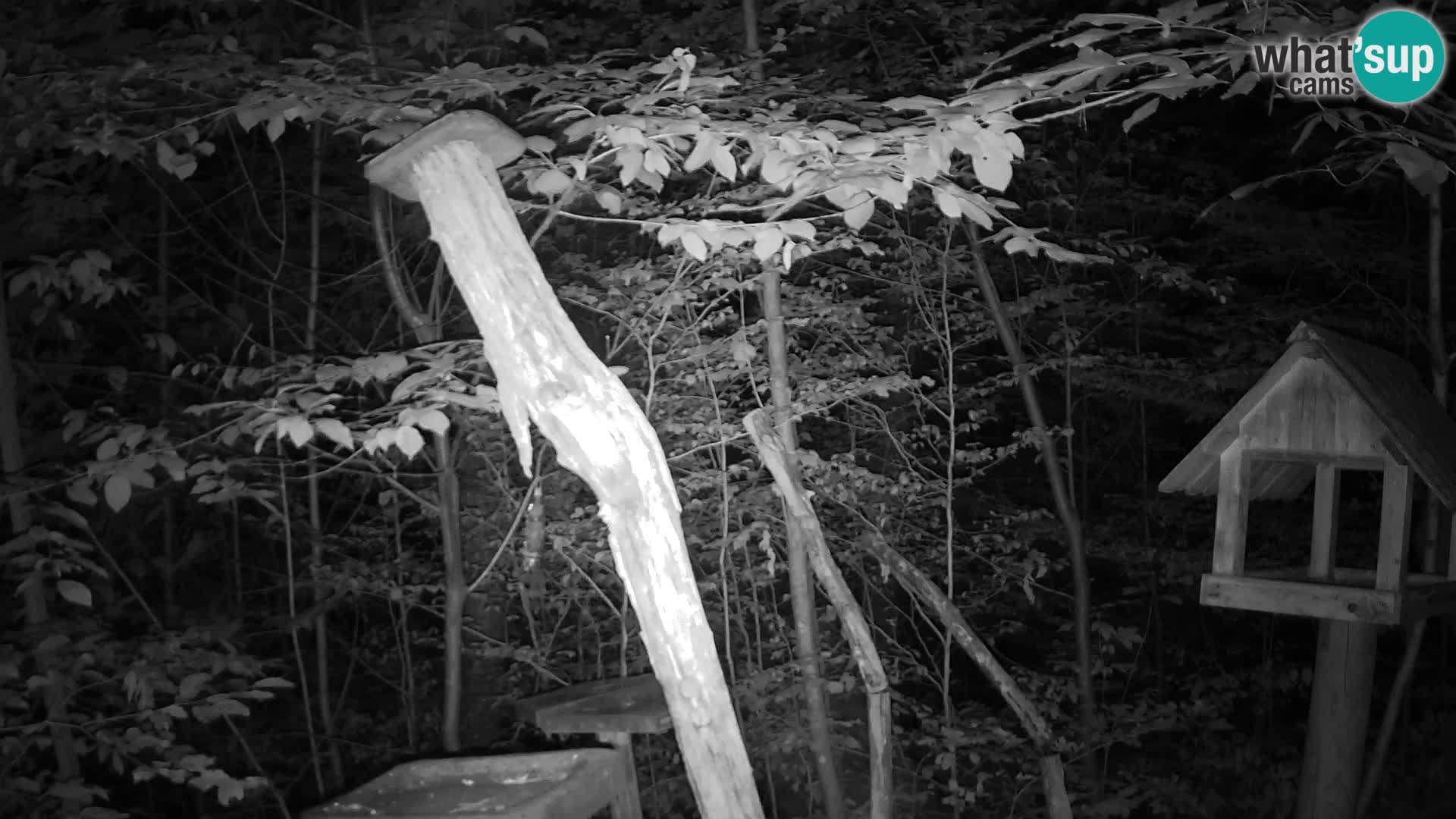 Mangeoires pour oiseaux au ZOO live webcam Ljubljana