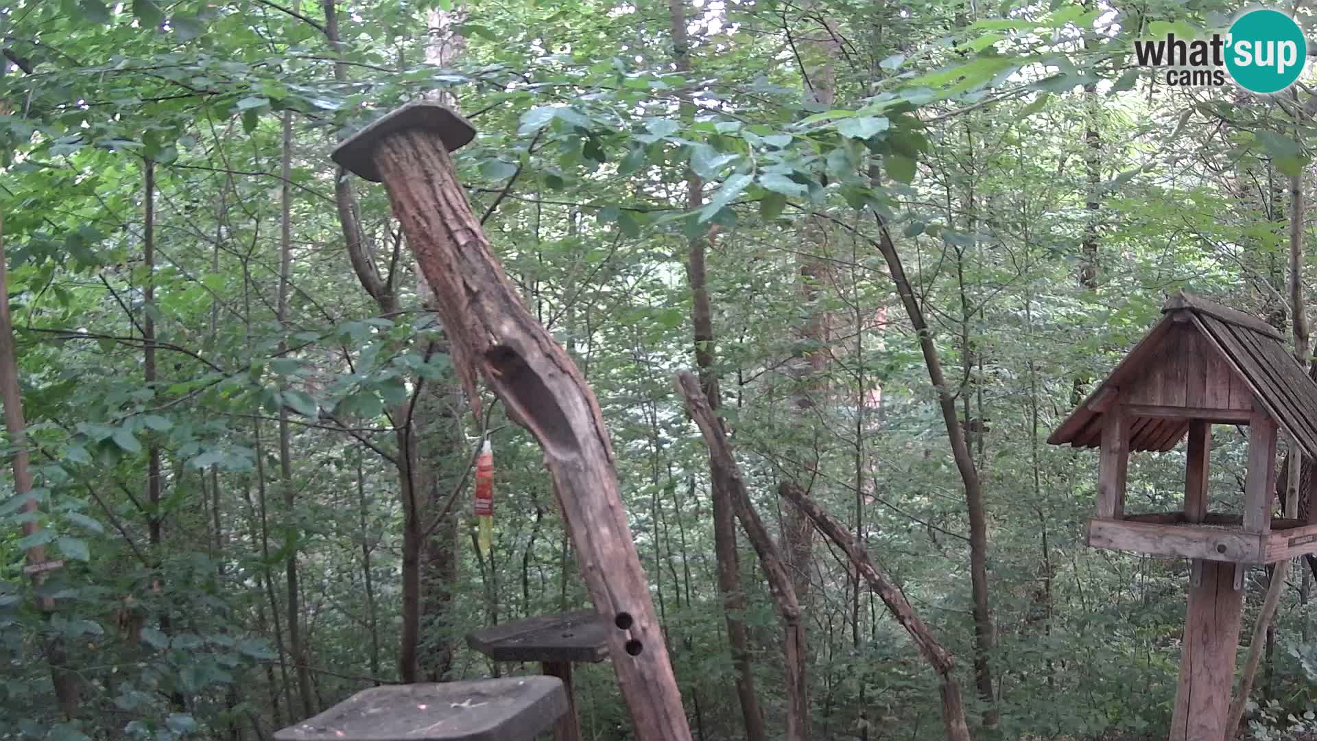 Krmilnice za ptiče v ZOO Ljubljana spletna kamera
