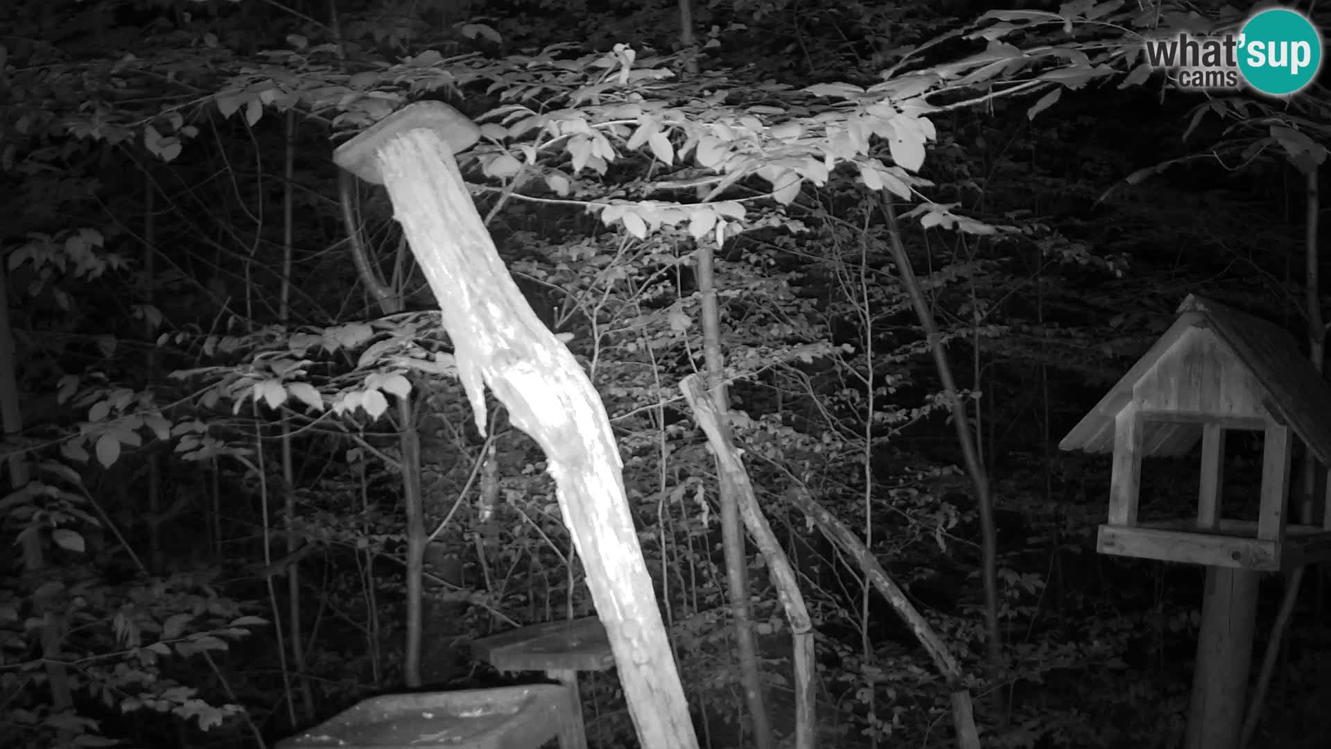 Mangiatoie per uccelli allo ZOO di Lubiana livecam