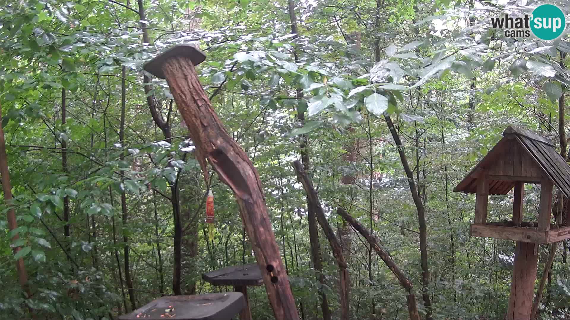 Krmilnice za ptiče v ZOO Ljubljana spletna kamera