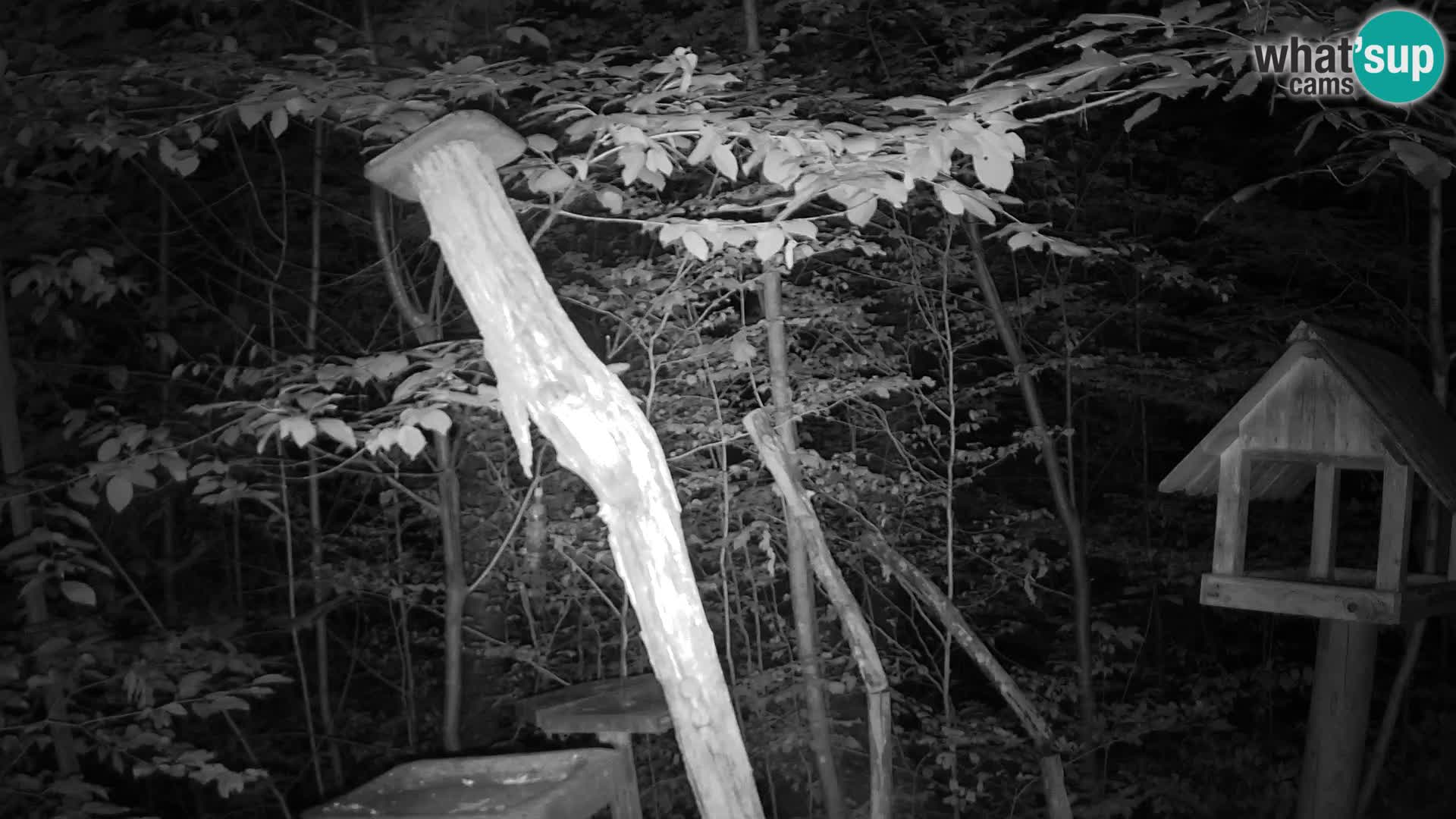 Bird feeders at ZOO Ljubljana webcam